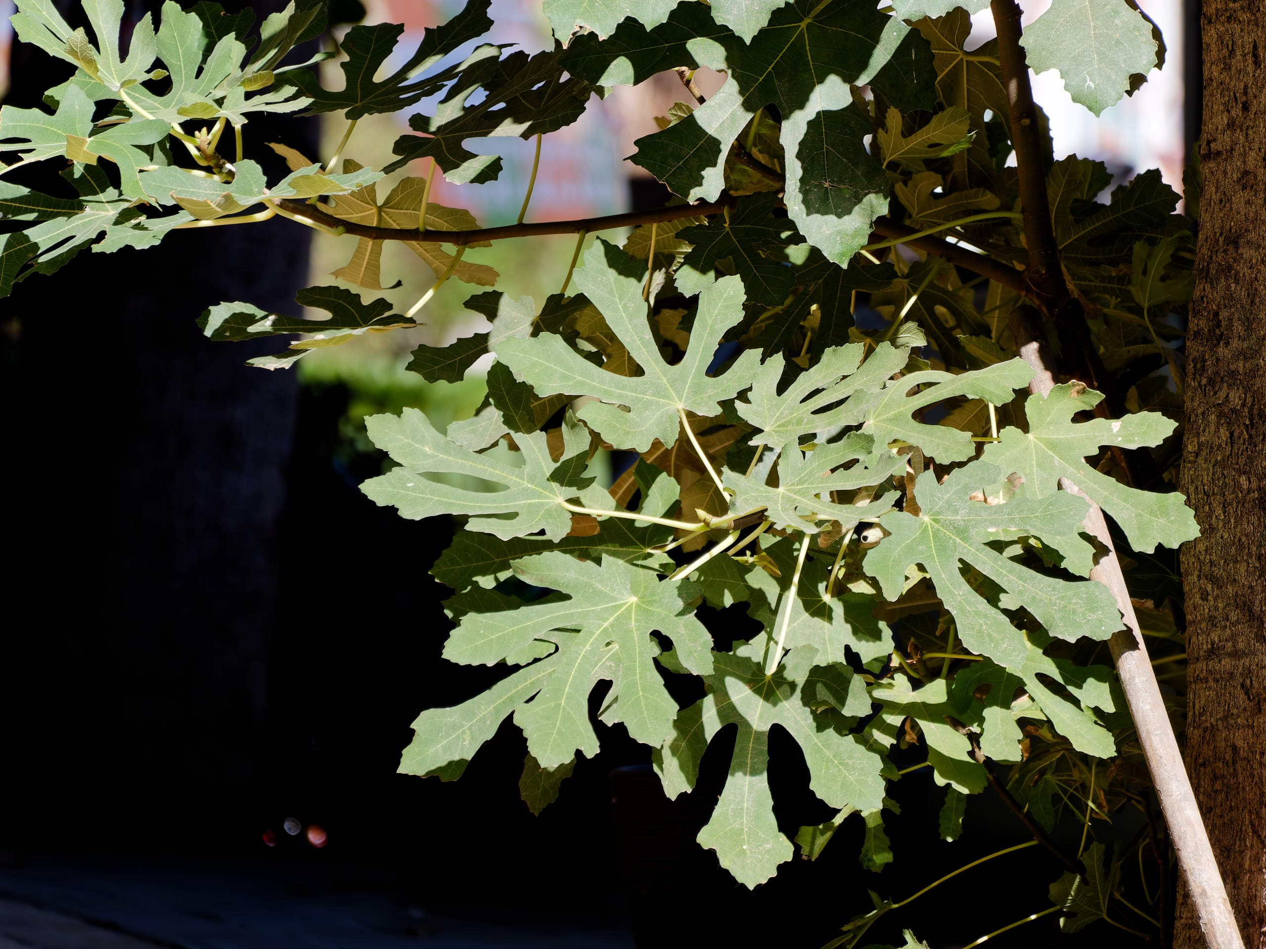 Алания 2025, город, стрит-фото. Избранные фотографии