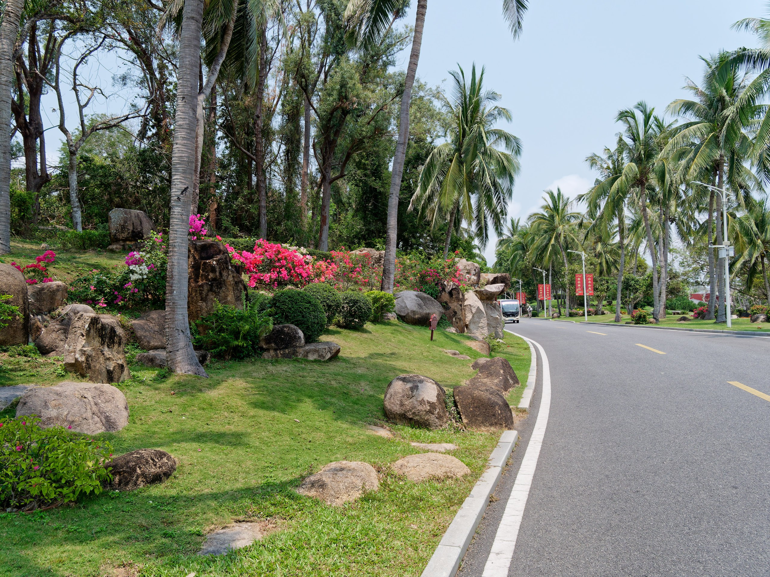 Хайнань 2026, флора, цветы и деревья. Фотопрогулки по Миру