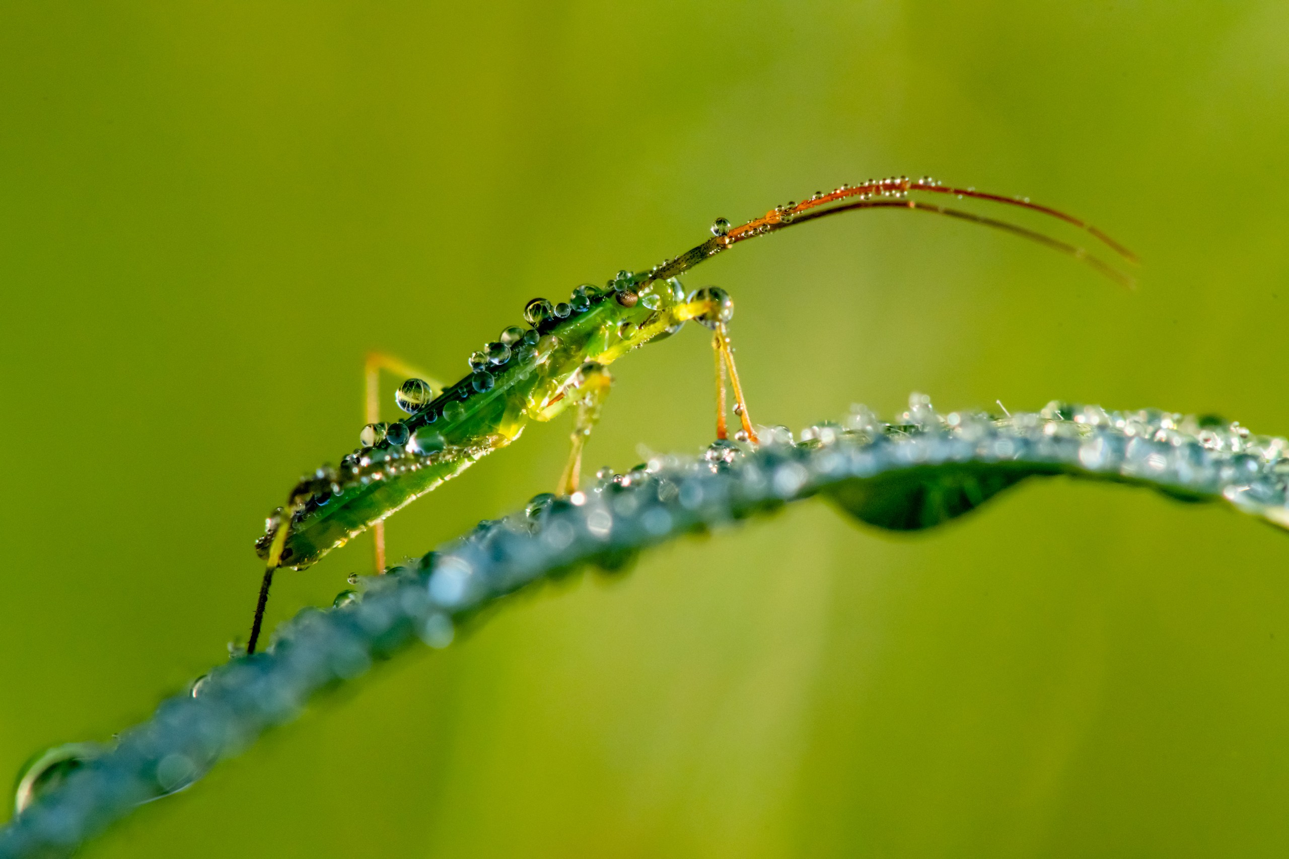 Макрофотосъёмка. Foto-Zuev фотография как искусство