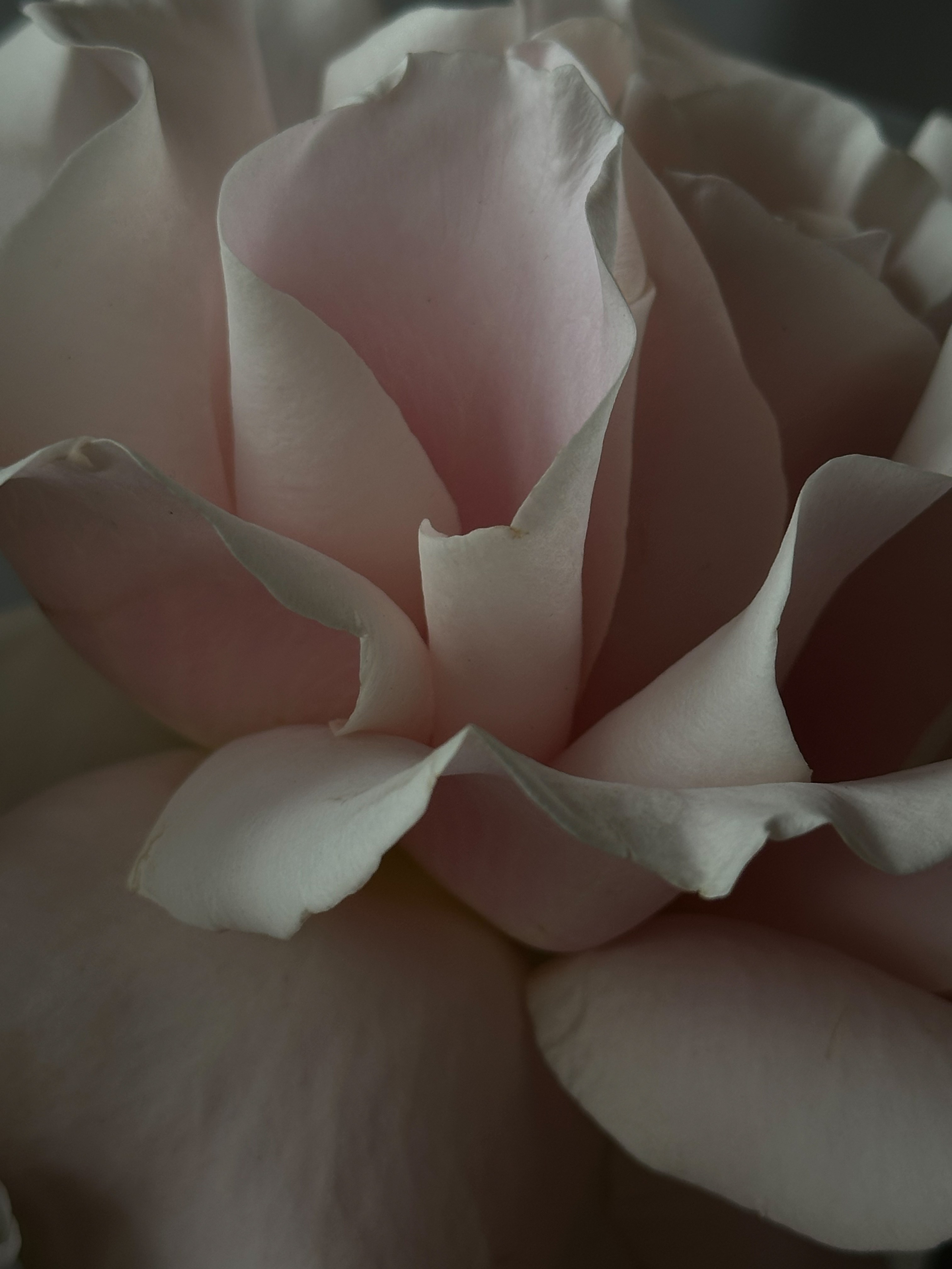 Мобильная съемка. Интерьерный фотограф в Санкт-Петербурге Диана Аносова