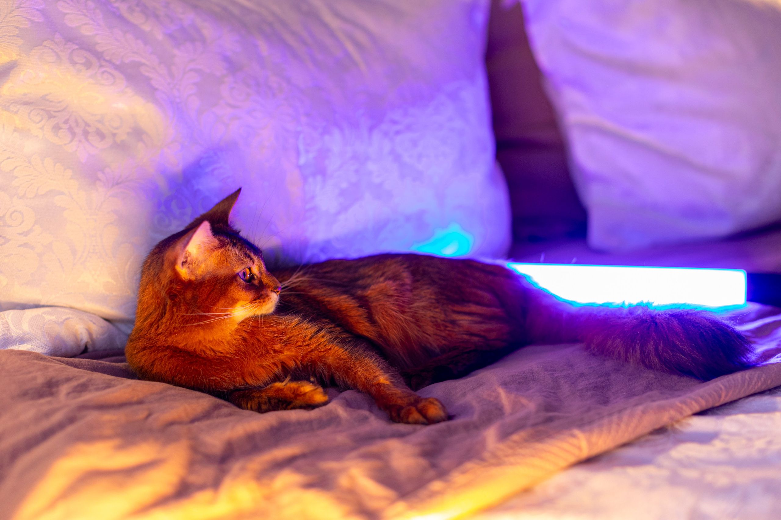 Сомали. Art my Pho