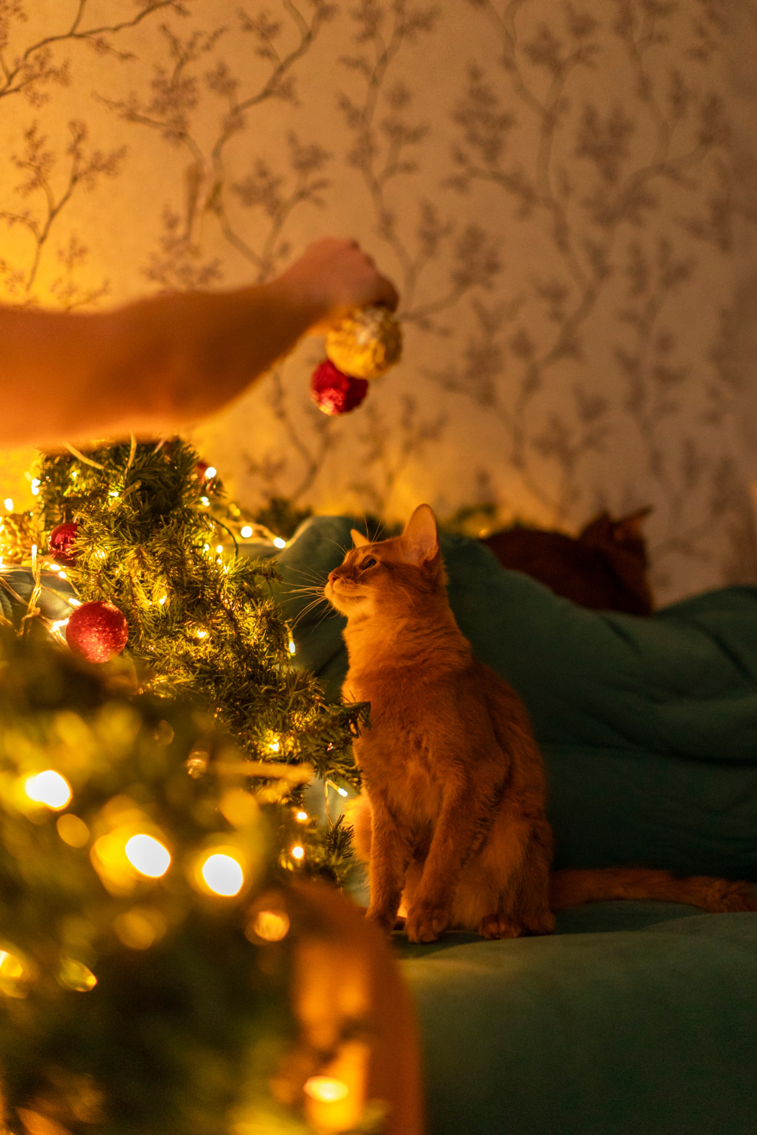 Сомали. Art my Pho