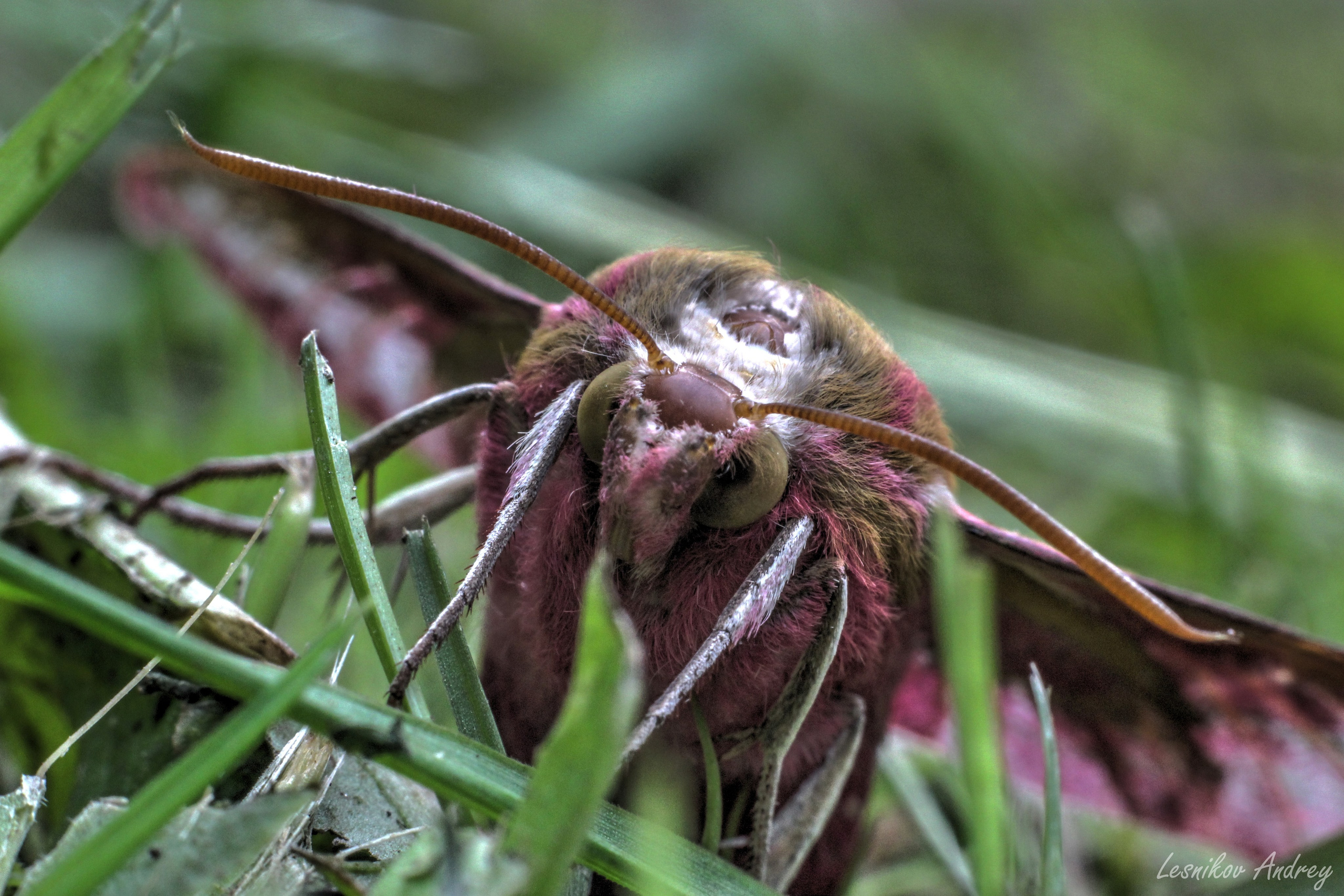 На досуге. Фотограф в Вязьме