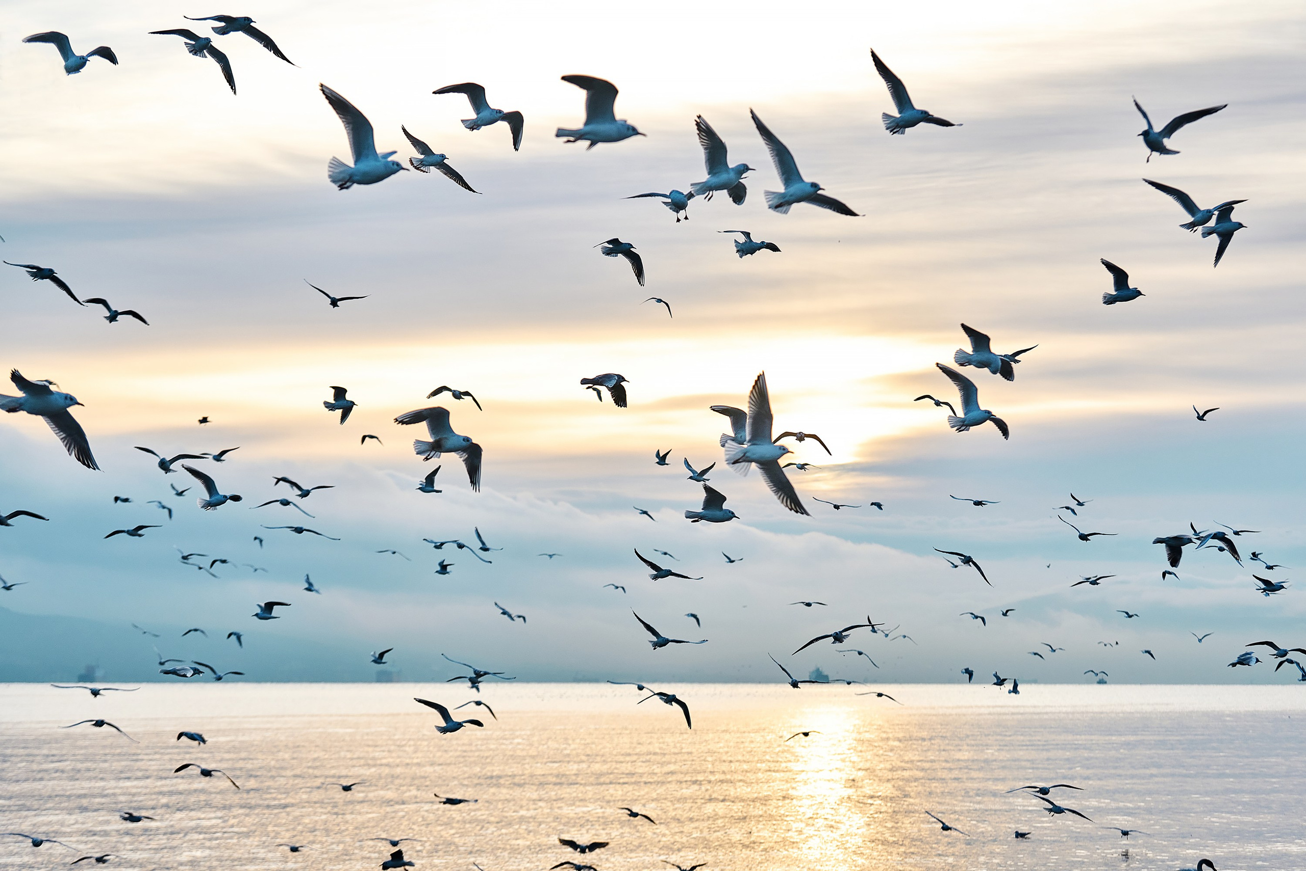 Фотографии животных. Яркие фото на Чёрном море