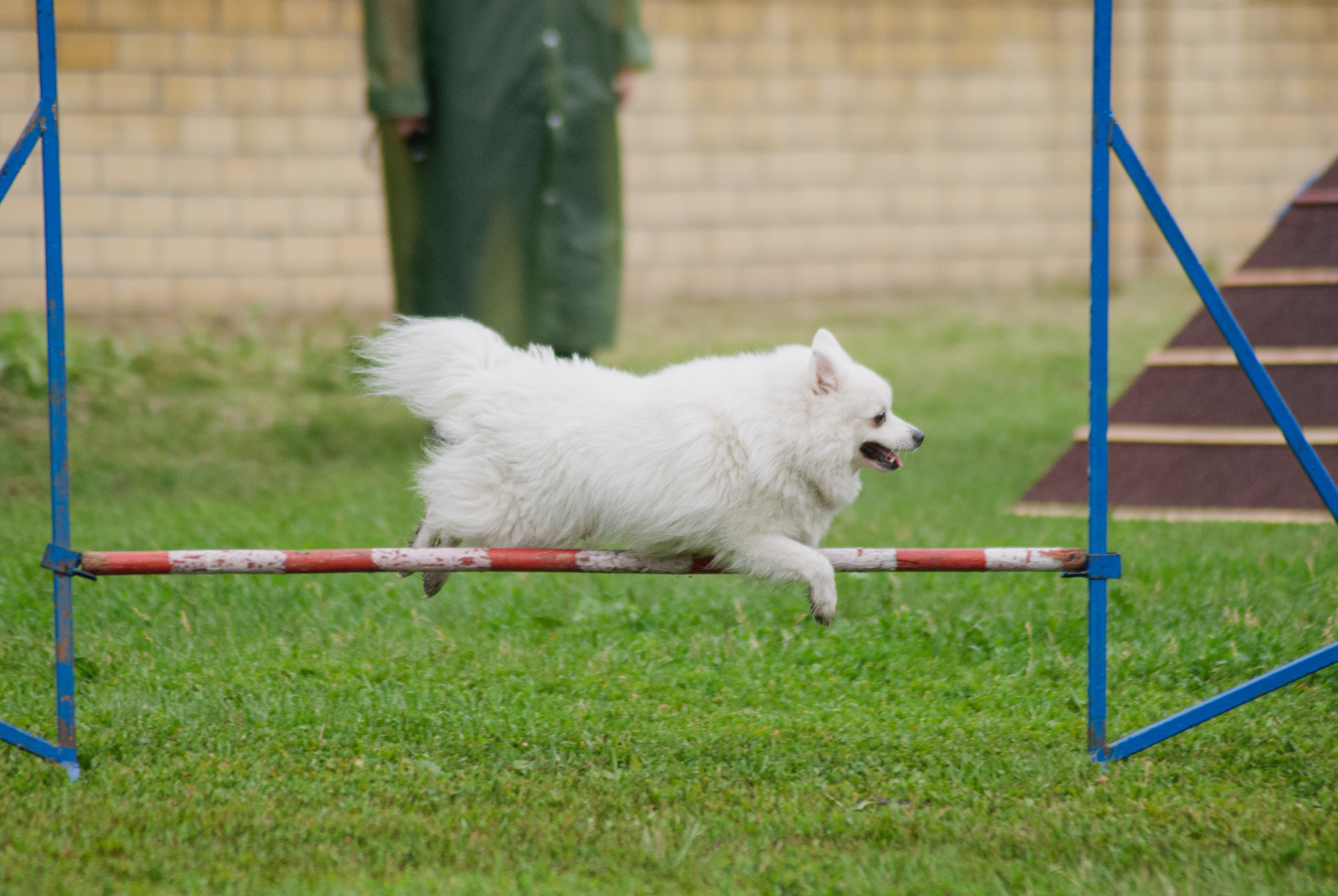 Аджилити. Фотограф в Тюмени Лизавета Сапицкая