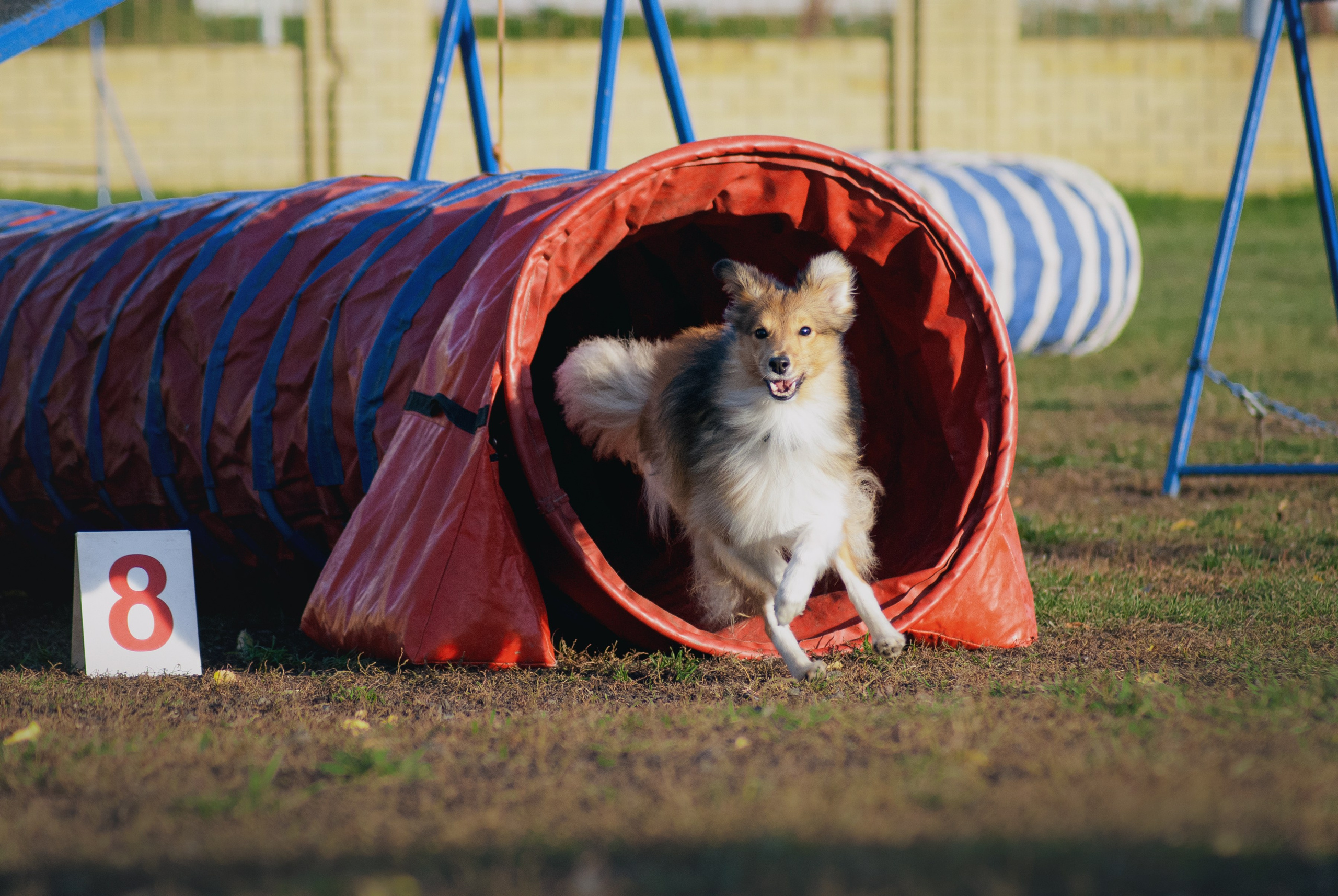 Аджилити. Фотограф в Тюмени Лизавета Сапицкая