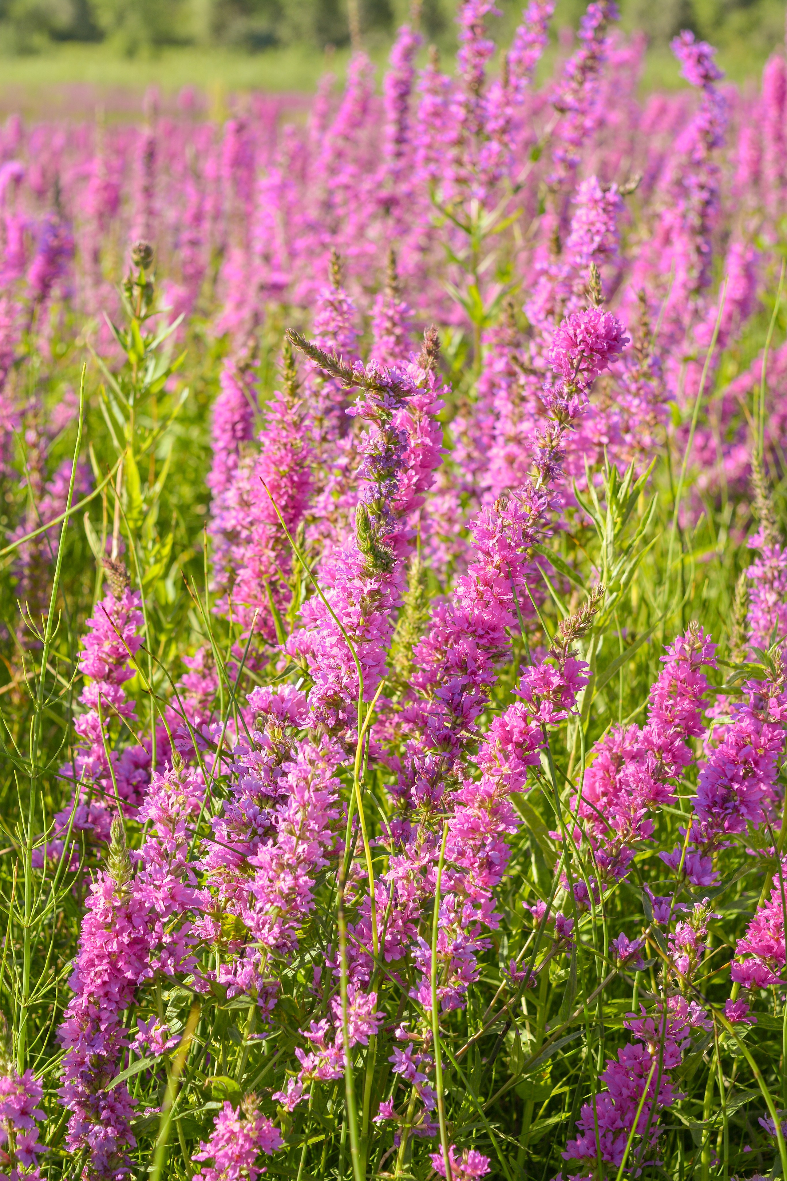 In the field. Vcut studio| Фотограф Валерия Мустаева