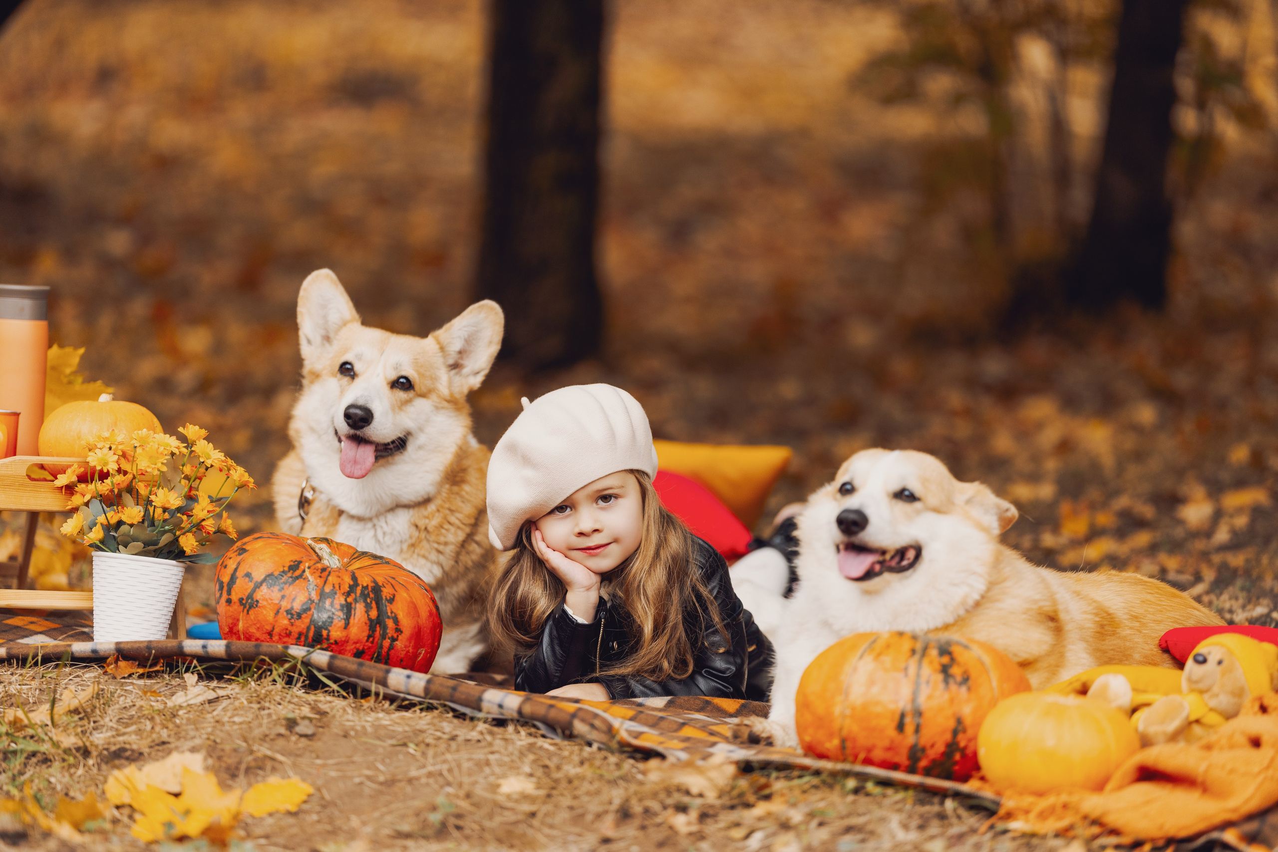 Золотая осень с корги. Свадебный и семейный фотограф в Рязани Датская Ксения