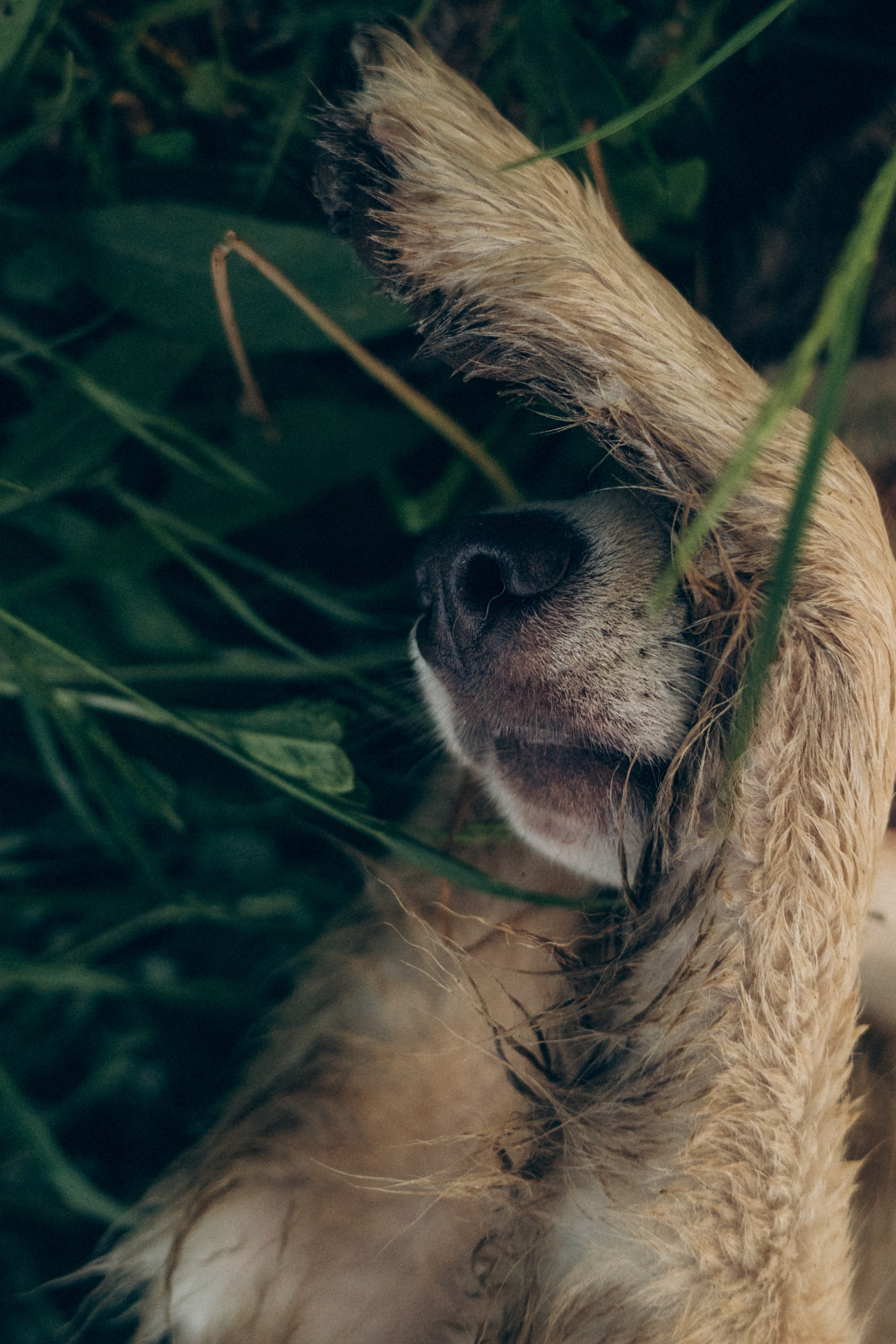 Соня и Кора. Фотограф анималист в Москве и Санкт-Петербурге Свиридова Анна