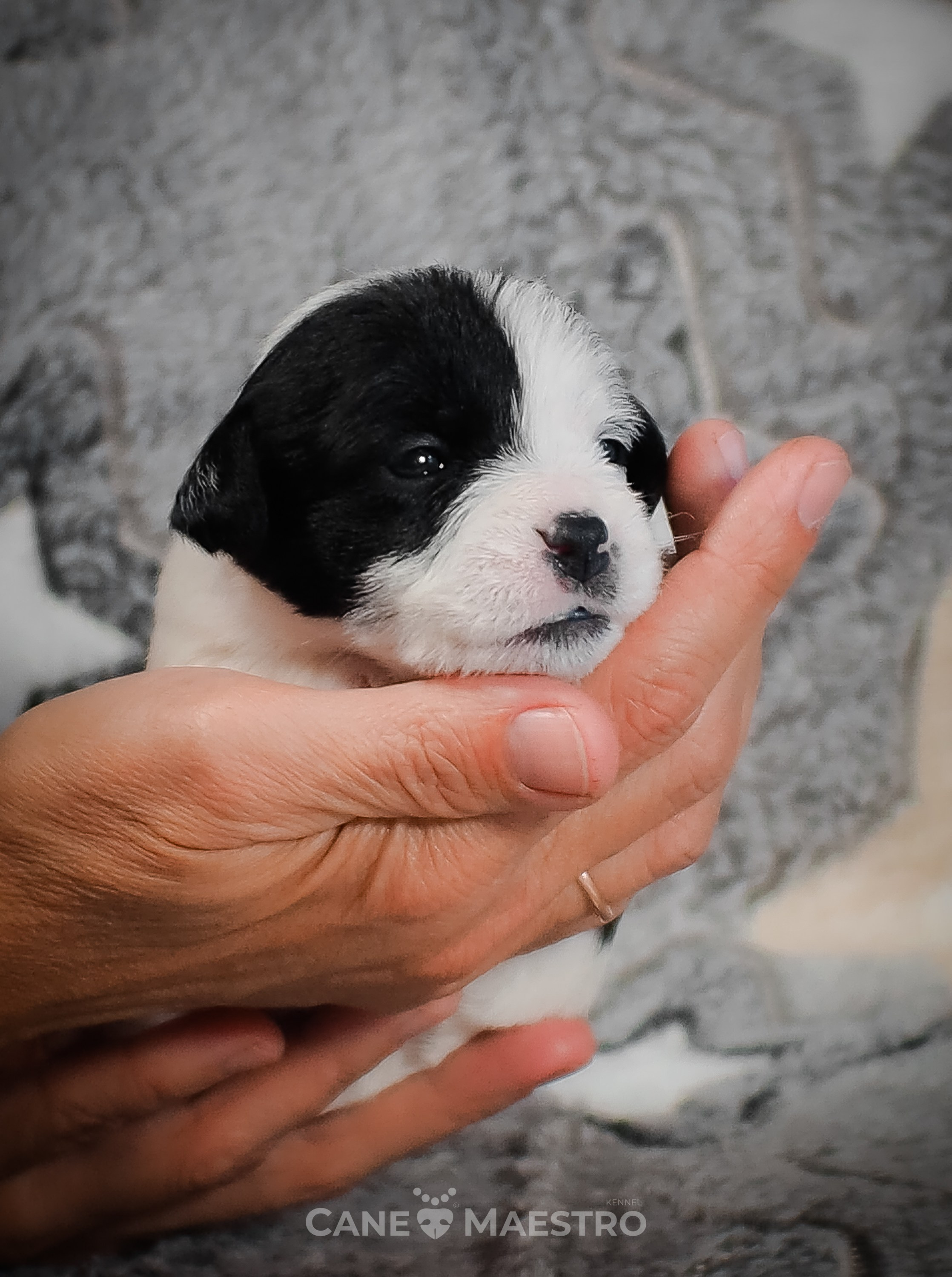 КОБ_Z_2_BLACK_27_08_2025. CANE MAESTRO — kennel Jack Russell Terrier