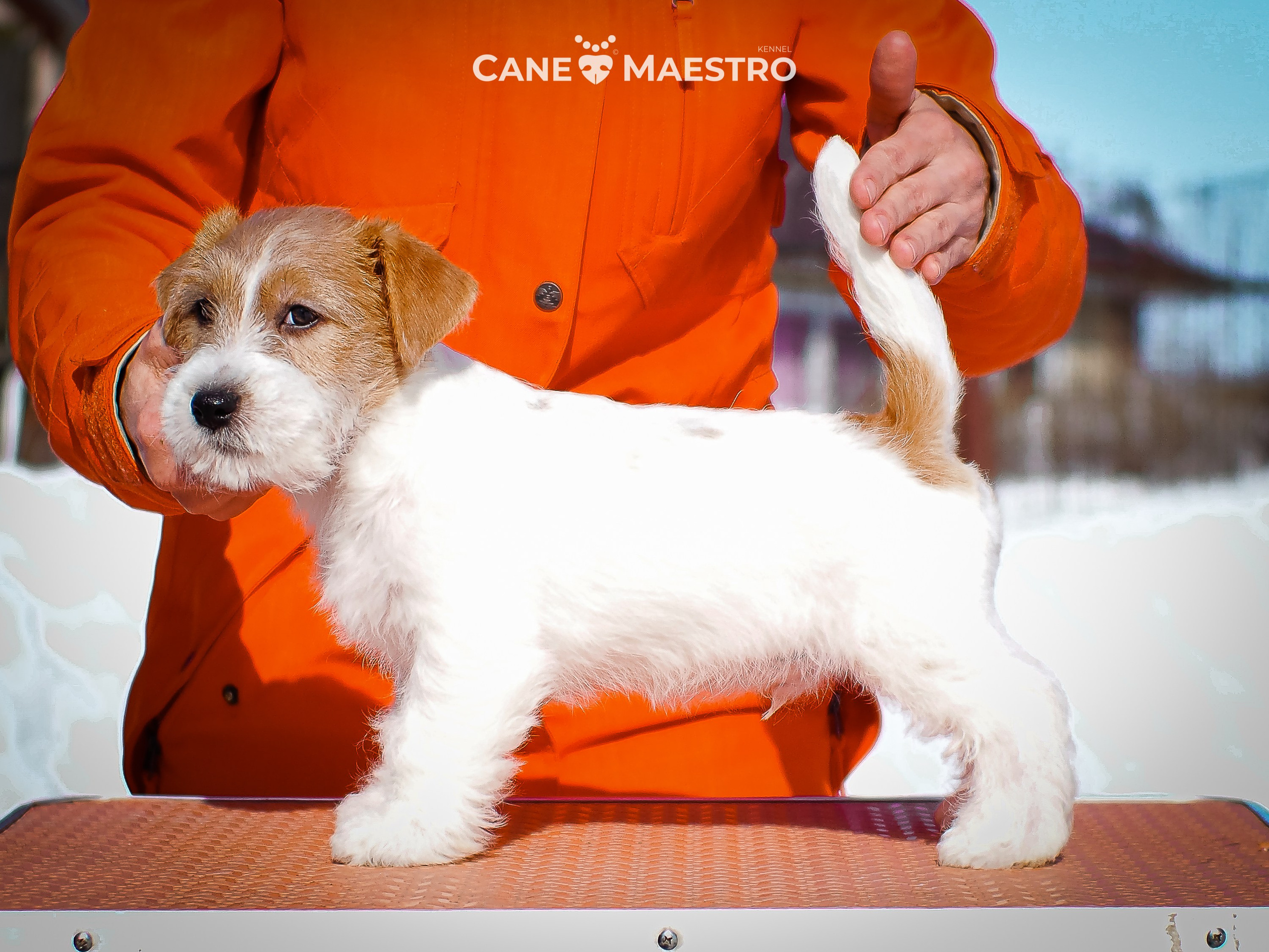 КОБ_2_Б_21_01_25. CANE MAESTRO — kennel Jack Russell Terrier