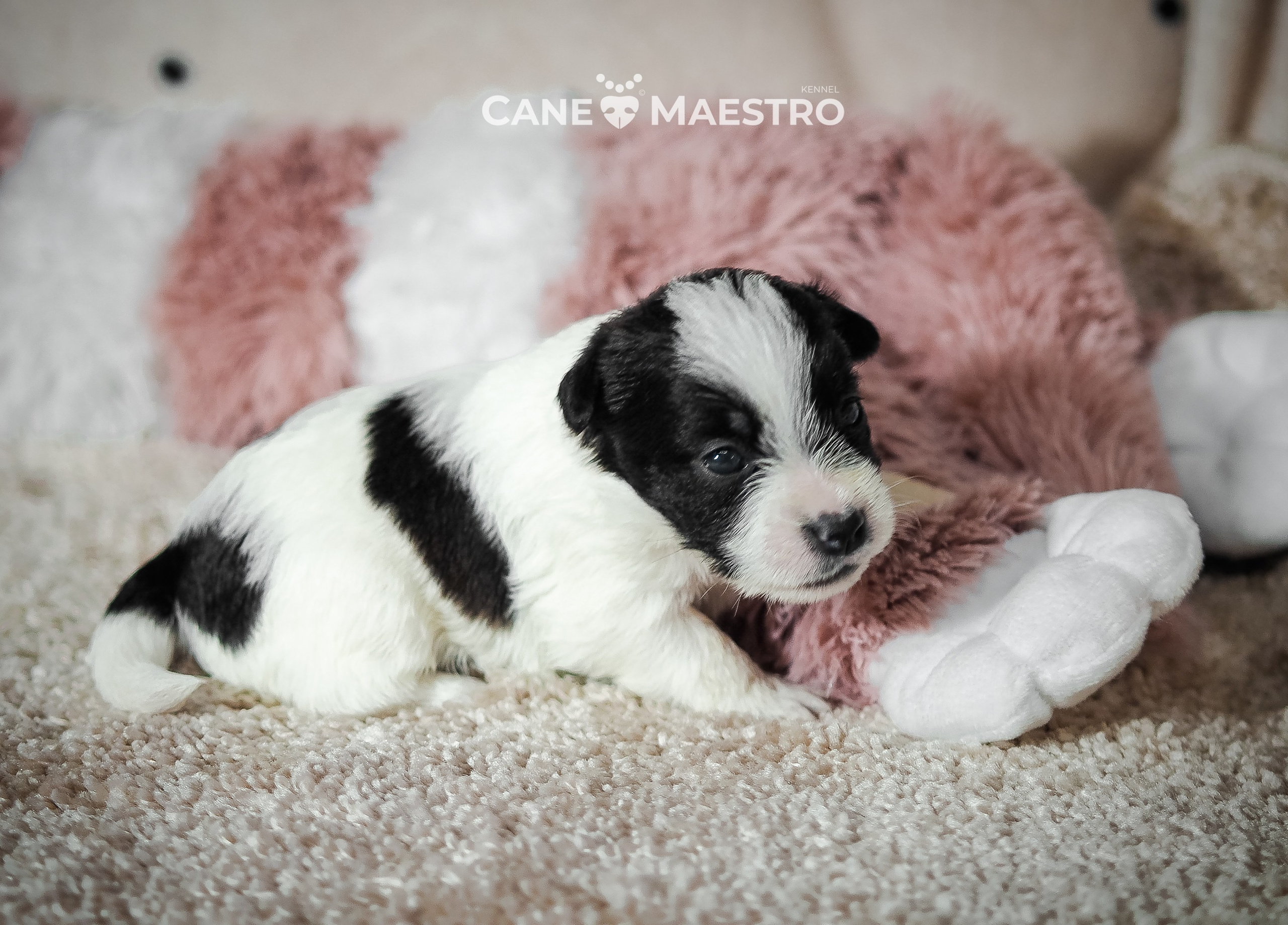 X_female1_b_w. CANE MAESTRO — kennel Jack Russell Terrier