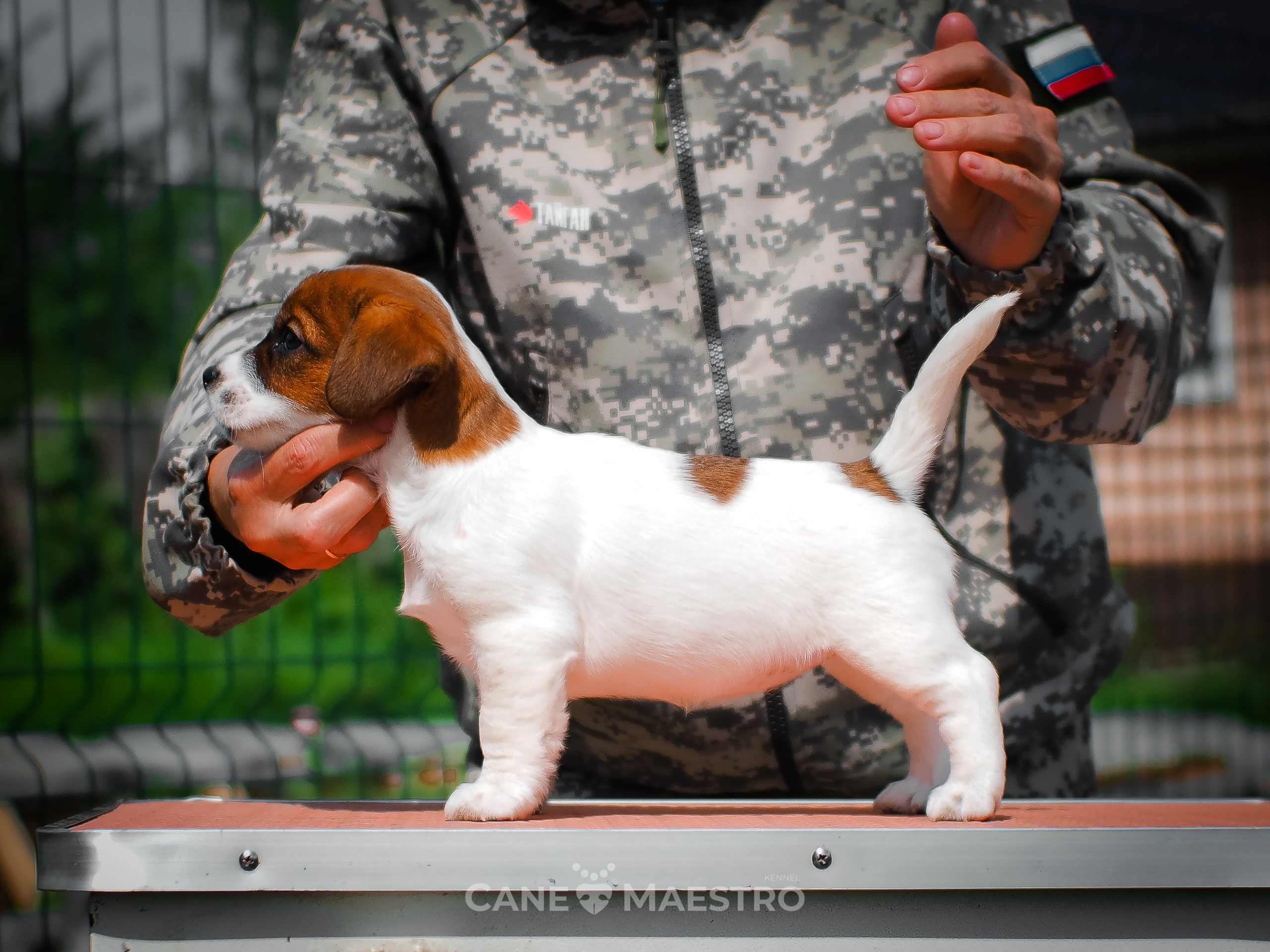 Ш_FEMALE_SHIZGARA. CANE MAESTRO — kennel Jack Russell Terrier