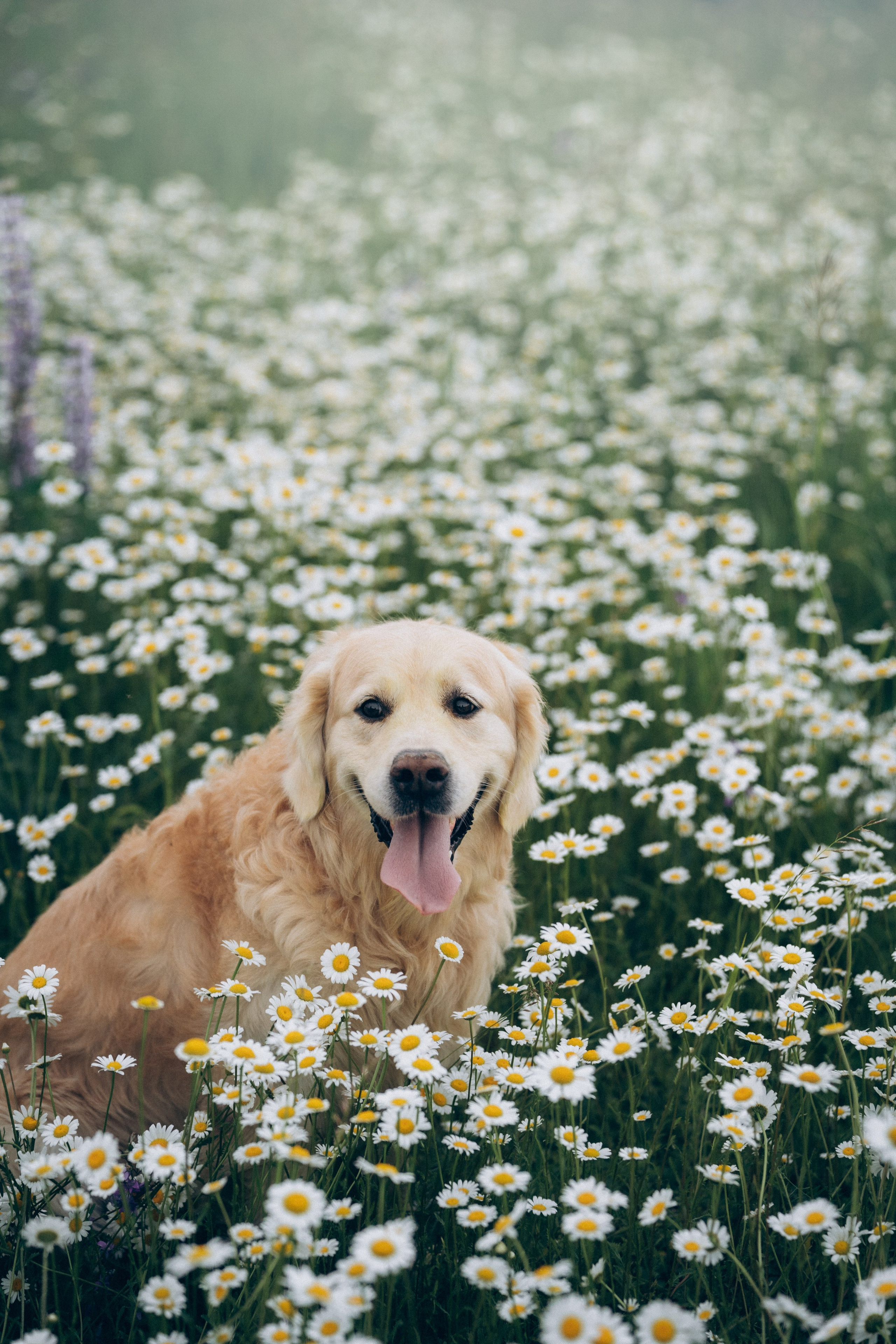 Кристина, Александр, Каролина, Владлен и Космос. Фотограф анималист в Москве и Санкт-Петербурге Свиридова Анна