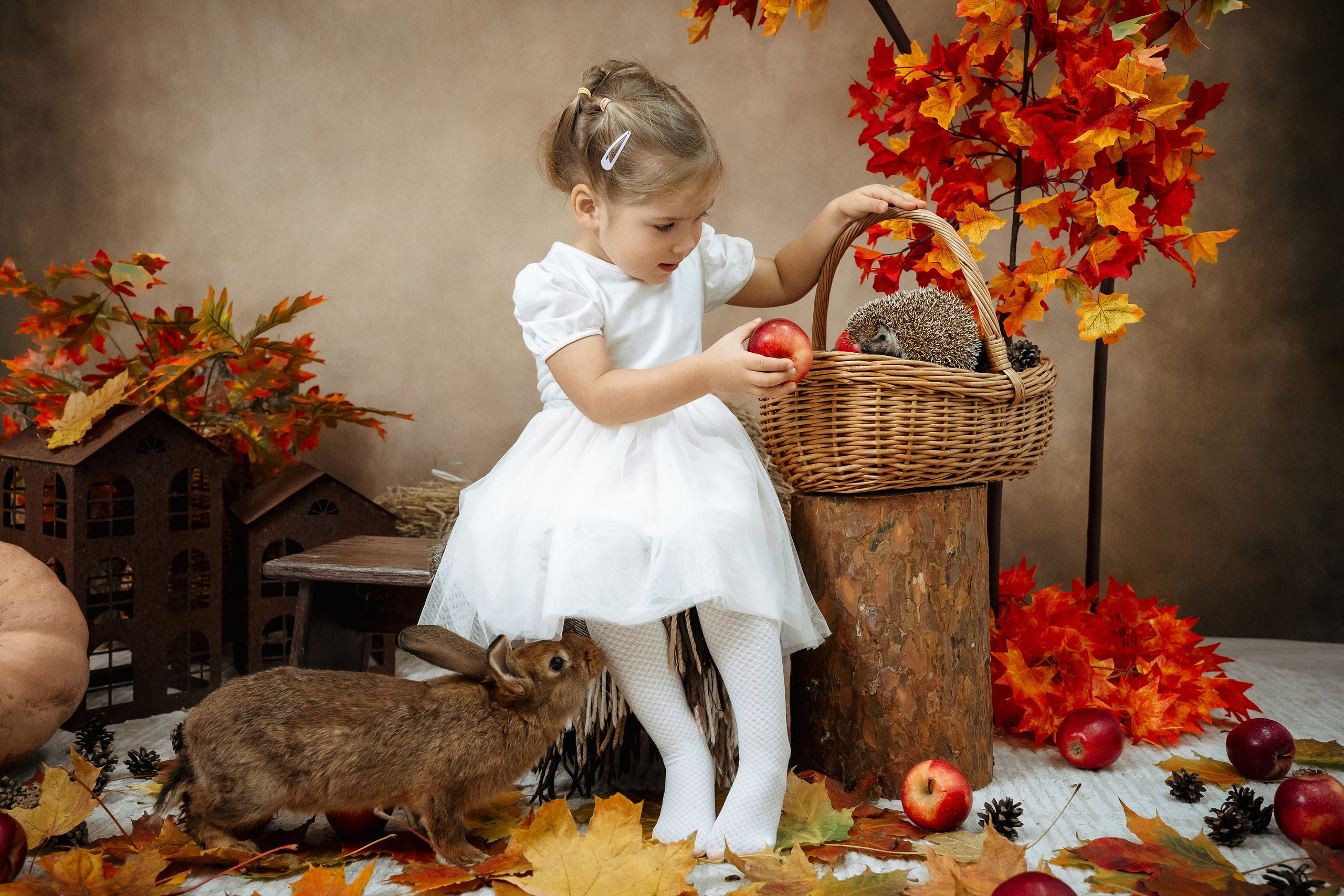 Ёжик. Фотограф Казакова Анастасия