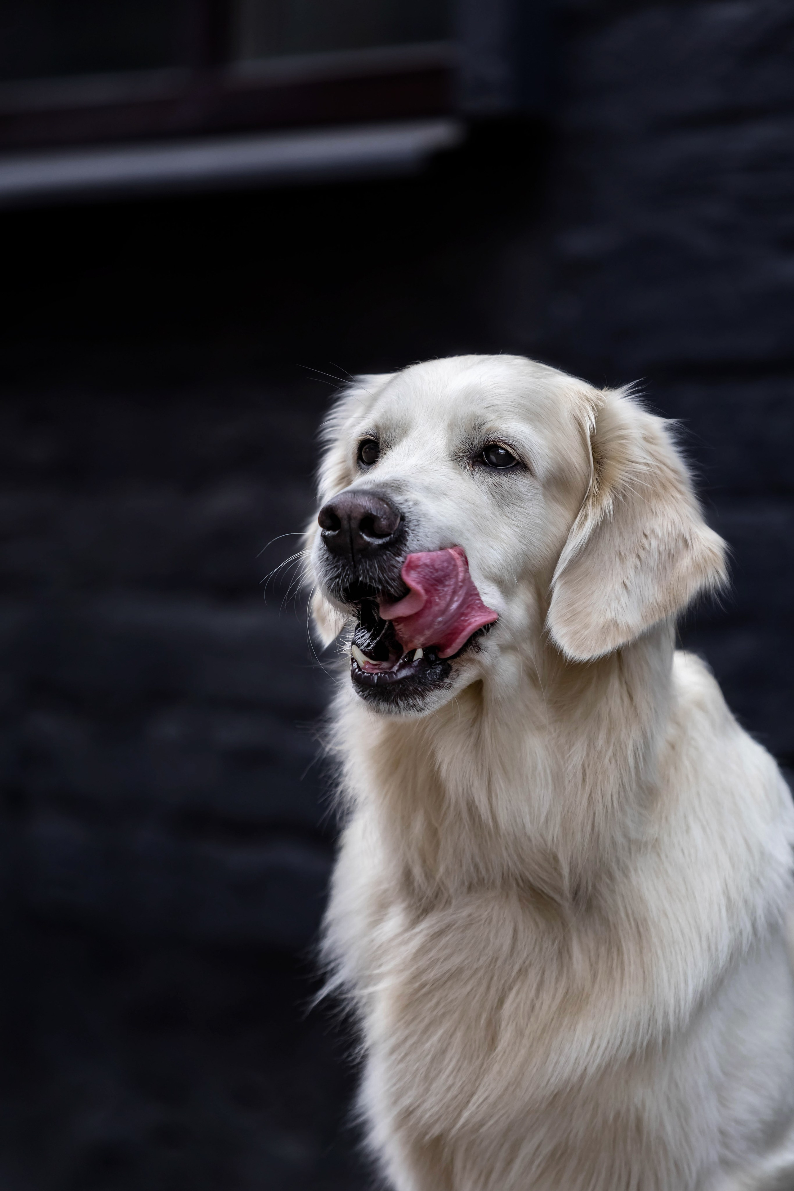 Голден. Https://moshkovaphoto.ru/