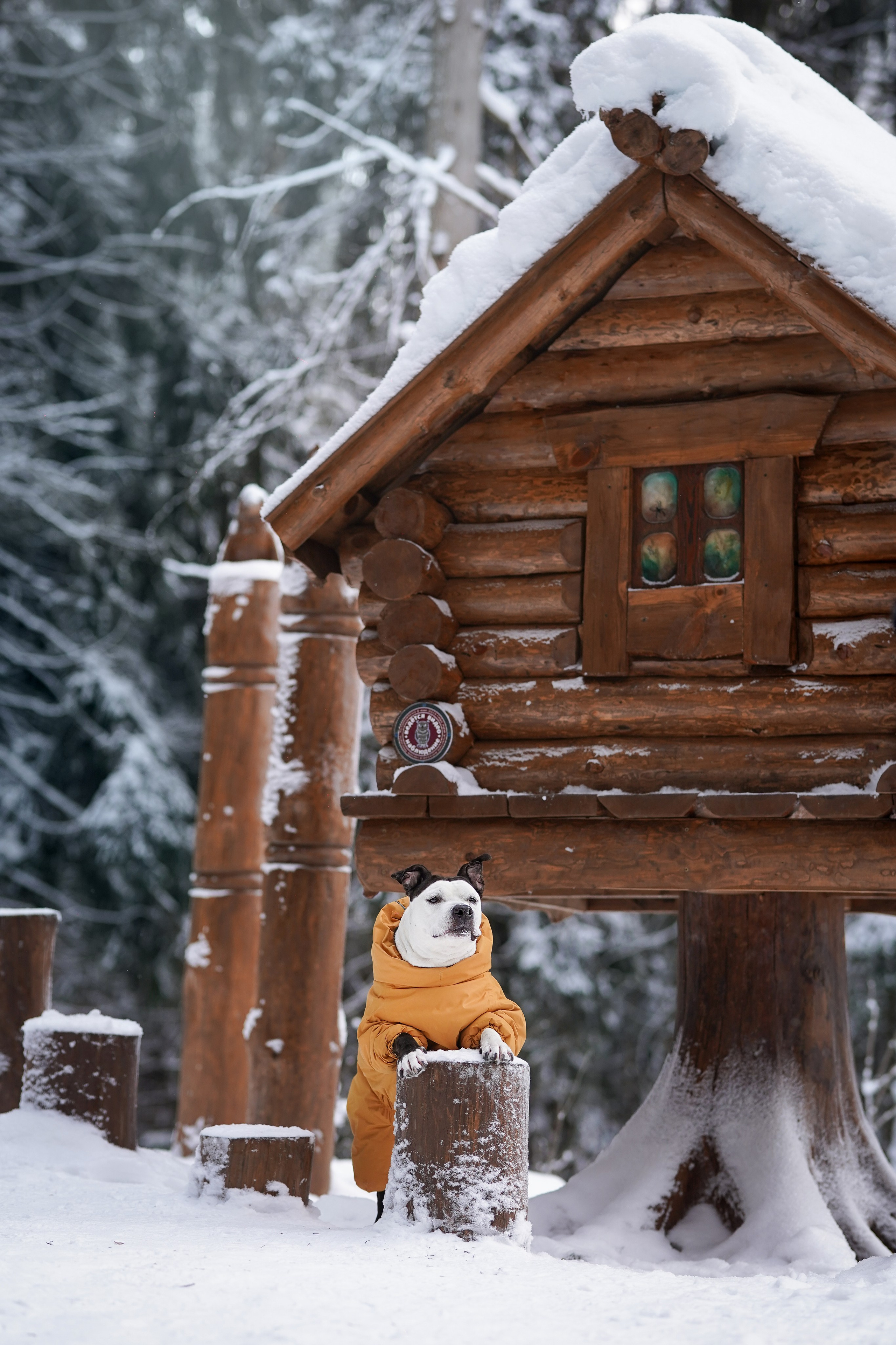 Маша Женя и Фиона. Фотограф-анималист в Санкт-Петербурге Яна Мартынова