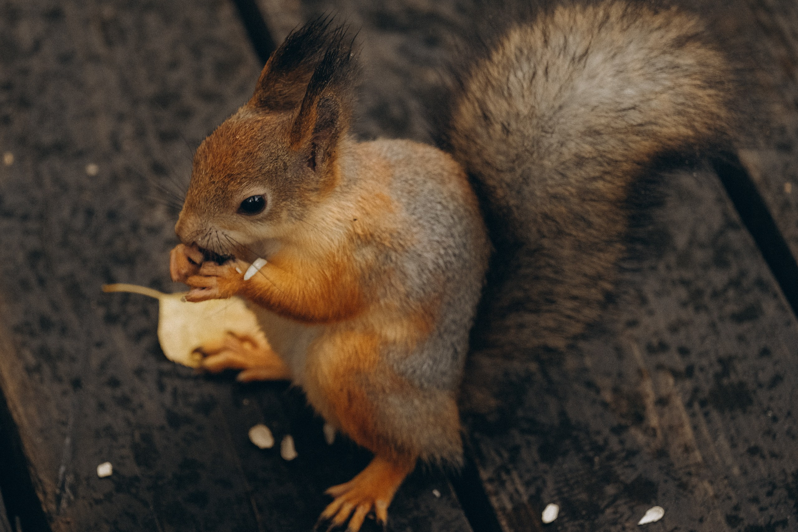 День рождения малышки. Профессиональный фотограф, Санкт-Петербург — Виктория Богомолова