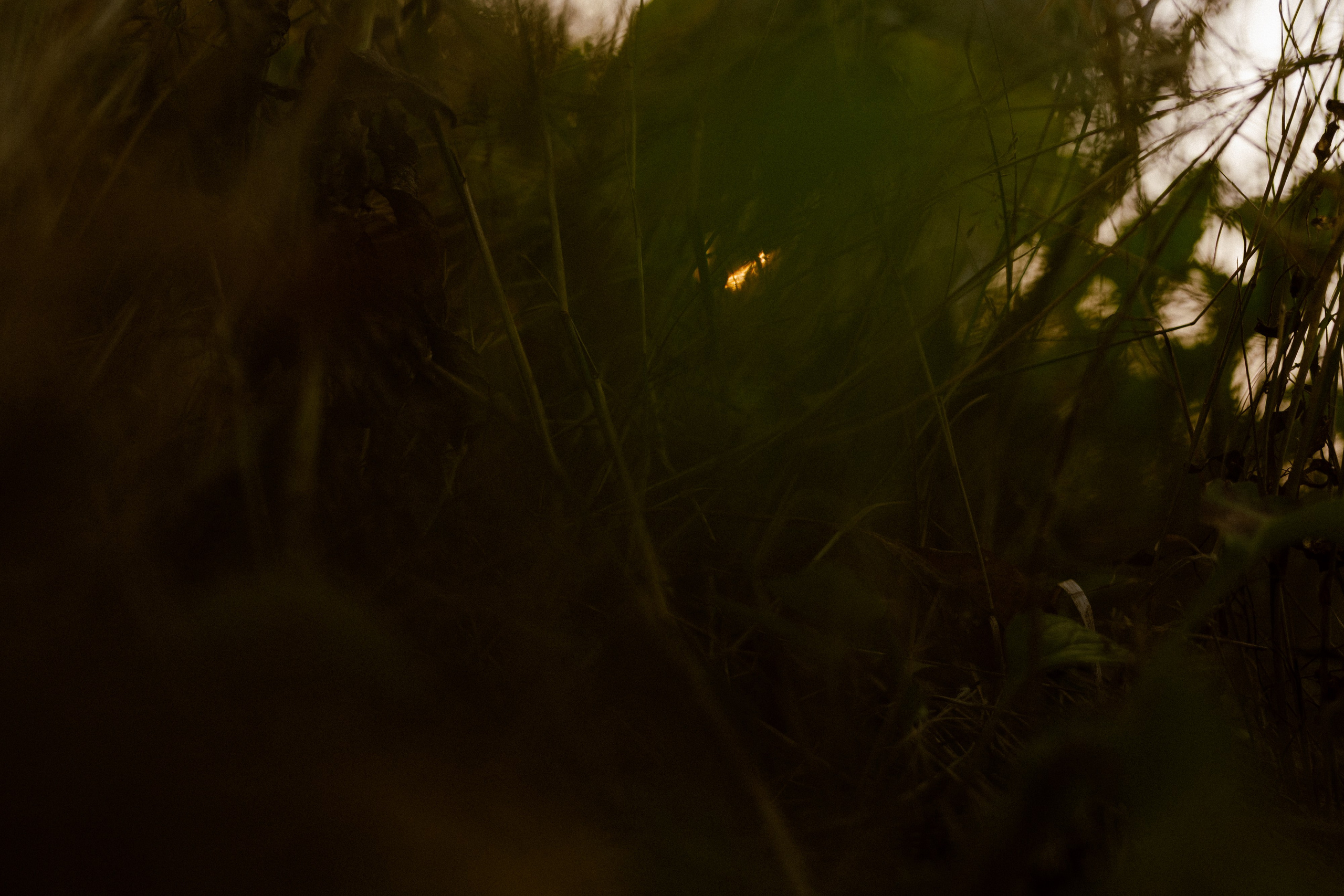 Сказочный ларец. Варвара Синицына: семейный фотограф в Москве