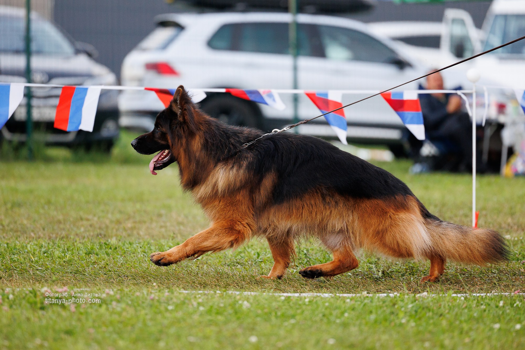 Немецкие овчарки: фото из рингов и вне ринга, мутпроба (фотографии с выставок). Фотограф собак, фотограф-анималист Аня Титова (Titanya). Москва