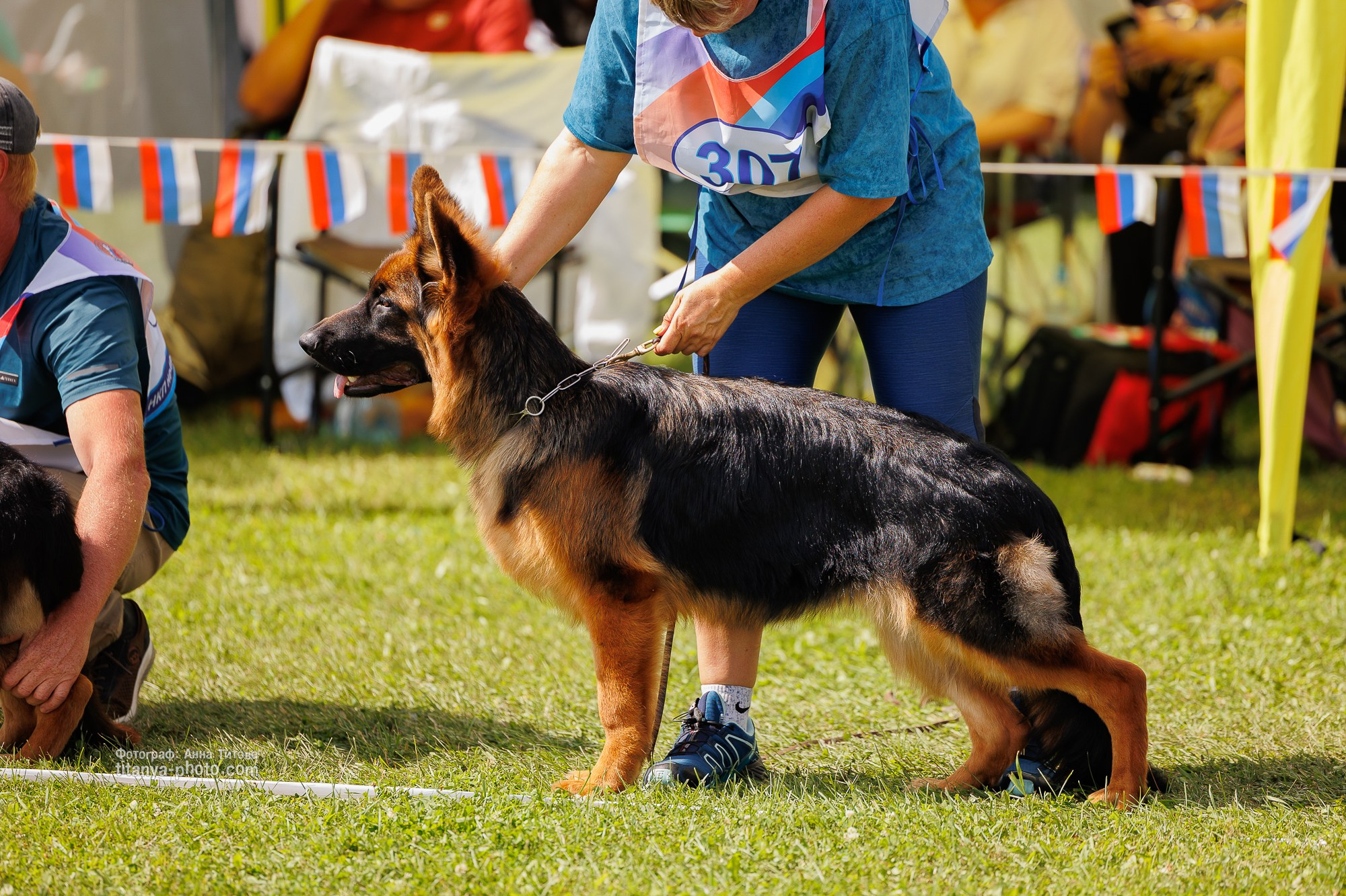 Немецкие овчарки: фото из рингов и вне ринга, мутпроба (фотографии с выставок). Фотограф собак, фотограф-анималист Аня Титова (Titanya). Москва