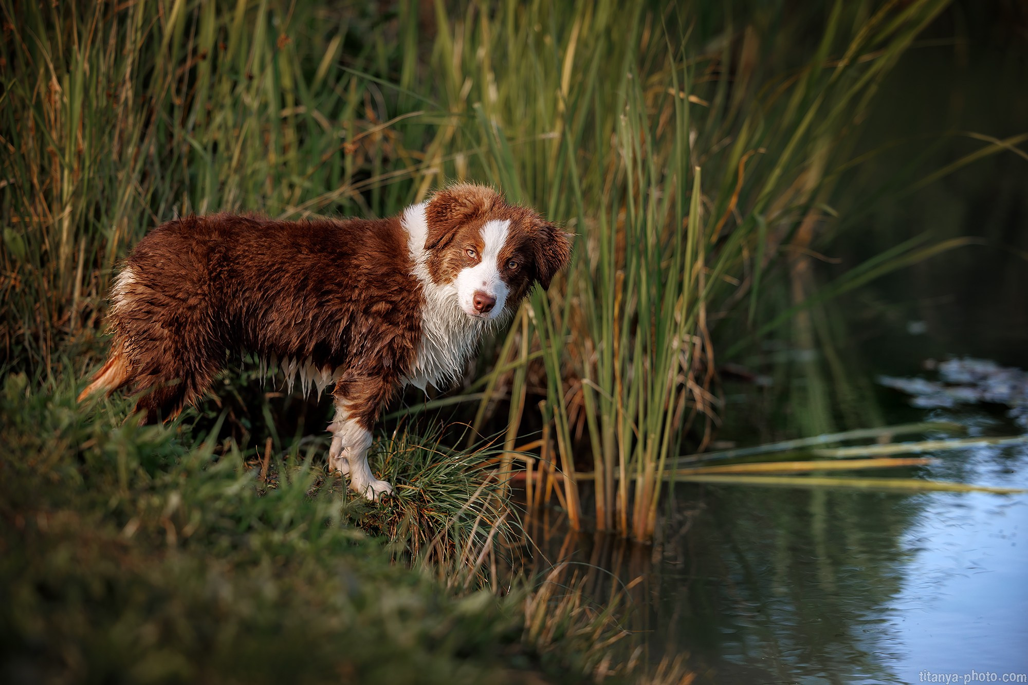 Наталья и мини аусси Ника. Фотограф собак, фотограф-анималист Аня Титова (Titanya). Москва