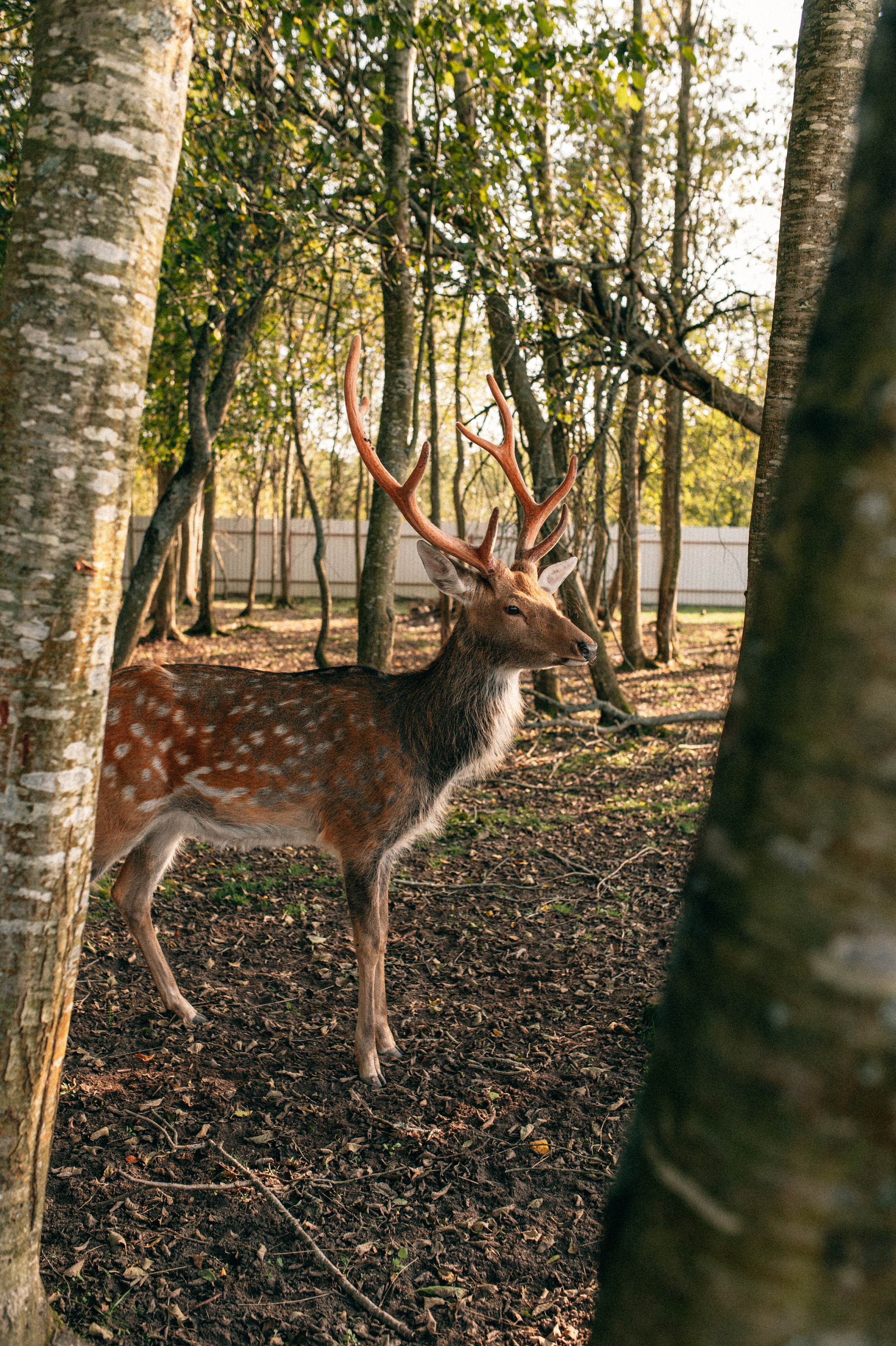 Суаре на ферме. Фотограф Светлана Васильева