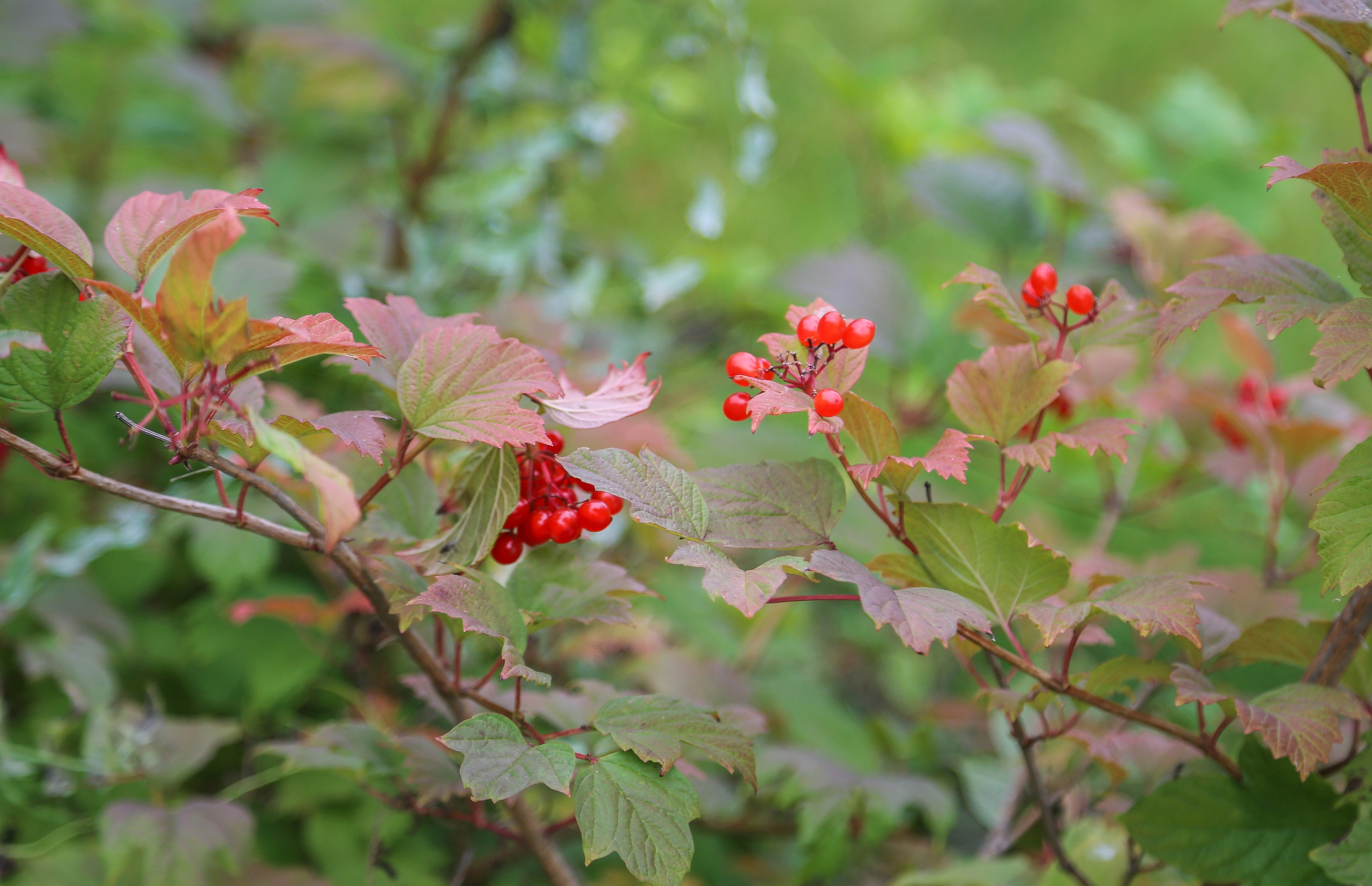 Минск. Дарья Письменюк / Darya Leitstern — фотограф, музыкант, журналист, путешественник