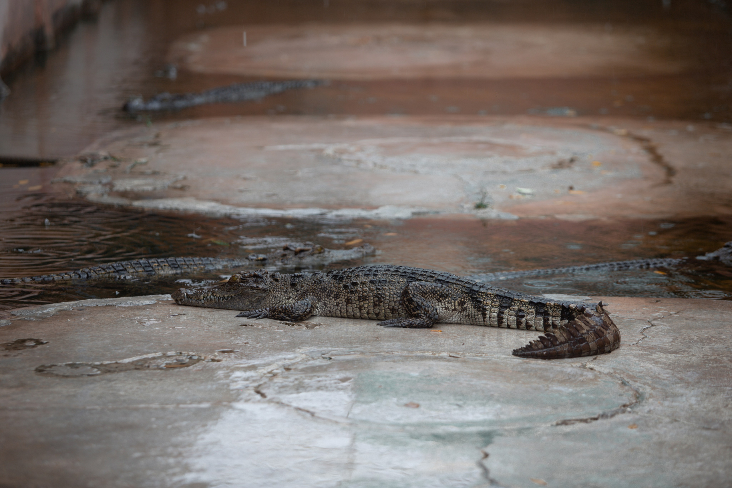 Samut Prakan Crocodile Farm & Zoo. Photographer Sonkina Tatiana (Tanya Ash)
