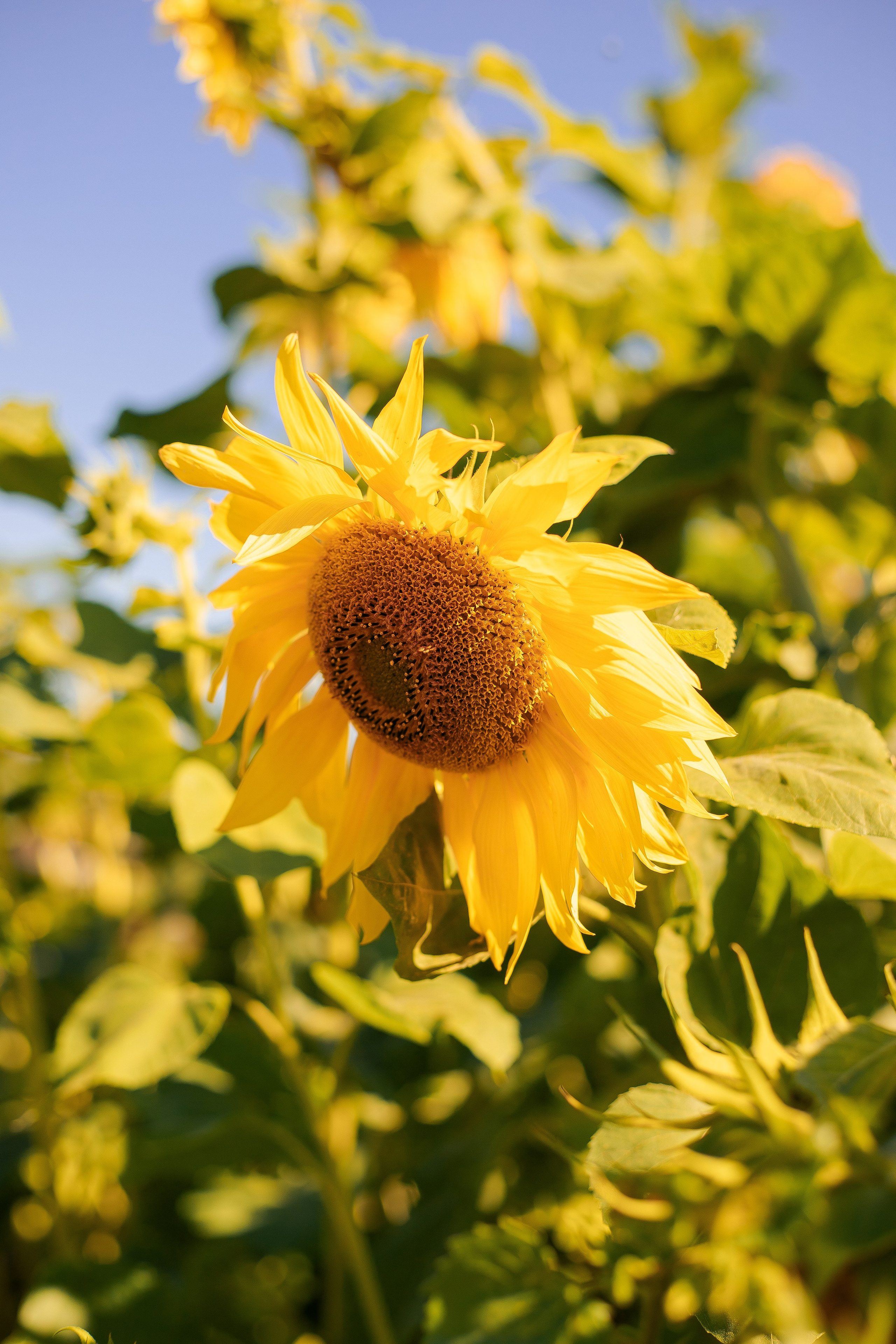 Индивидуальная фотосессия в подсолнухах. Фотограф в Санкт-Петербурге, Анна Скворцова