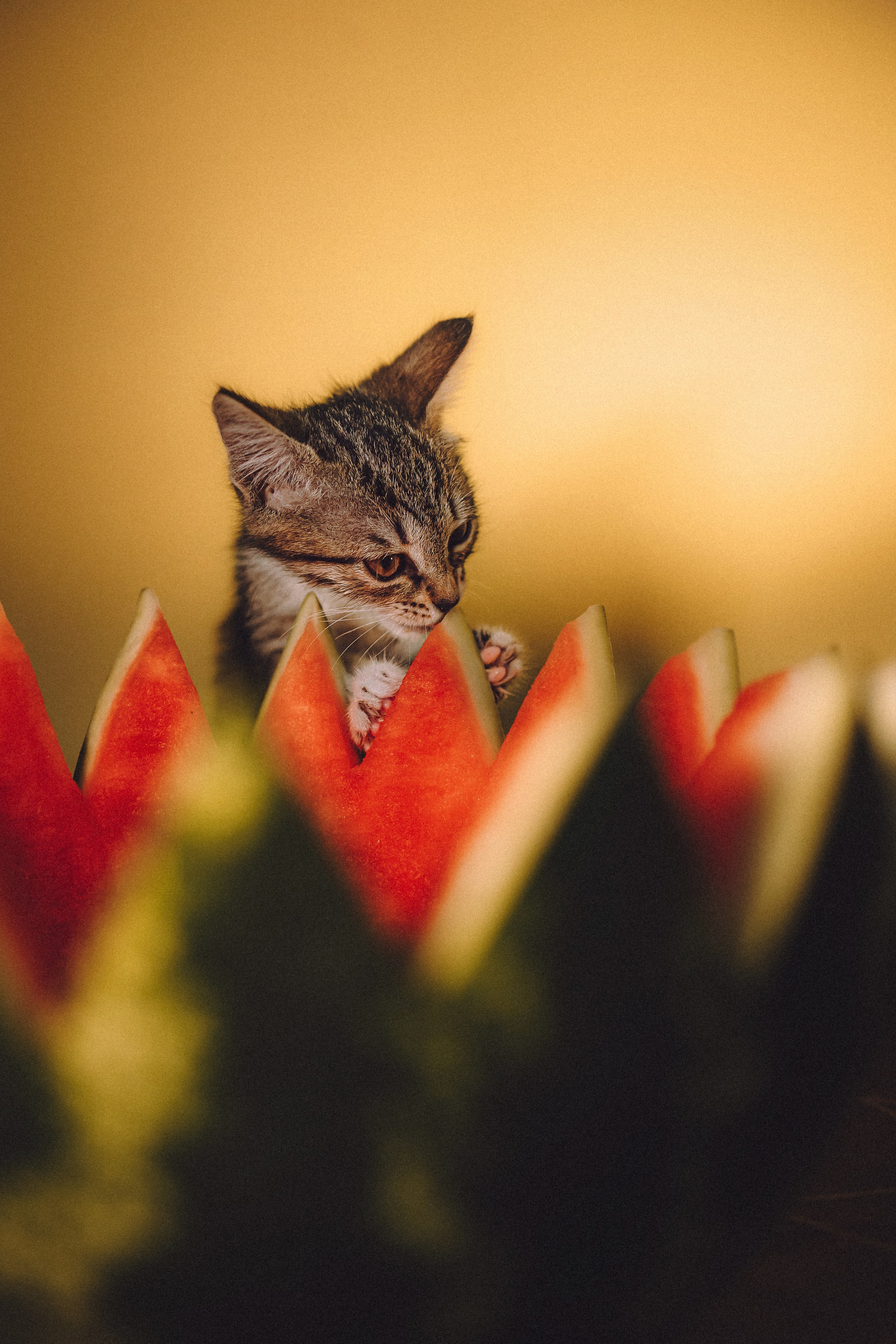 Сирена и арбуз