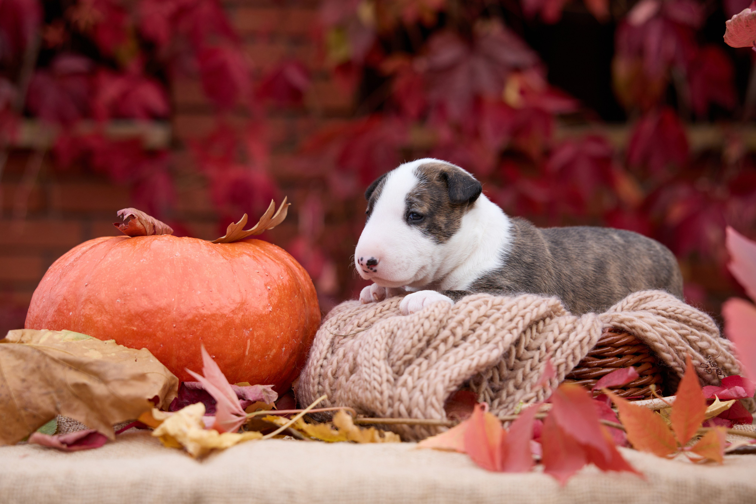 Щенки и котята на улице. Фотограф анималист в Казани Алина Сулейманова. Фотограф животных