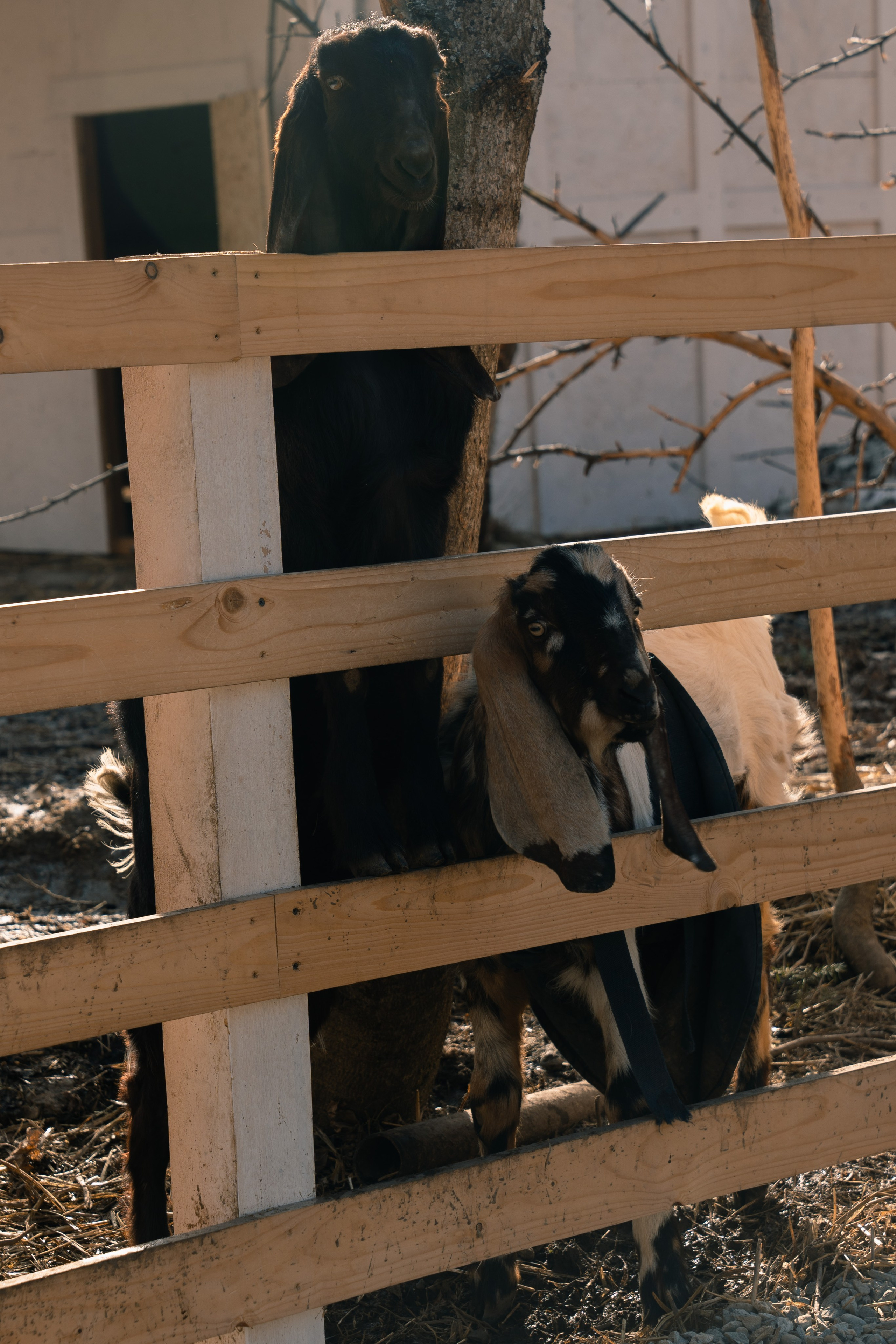 ZHARA TOUR DOMBAY FEST | 2025. ZHARA CREW