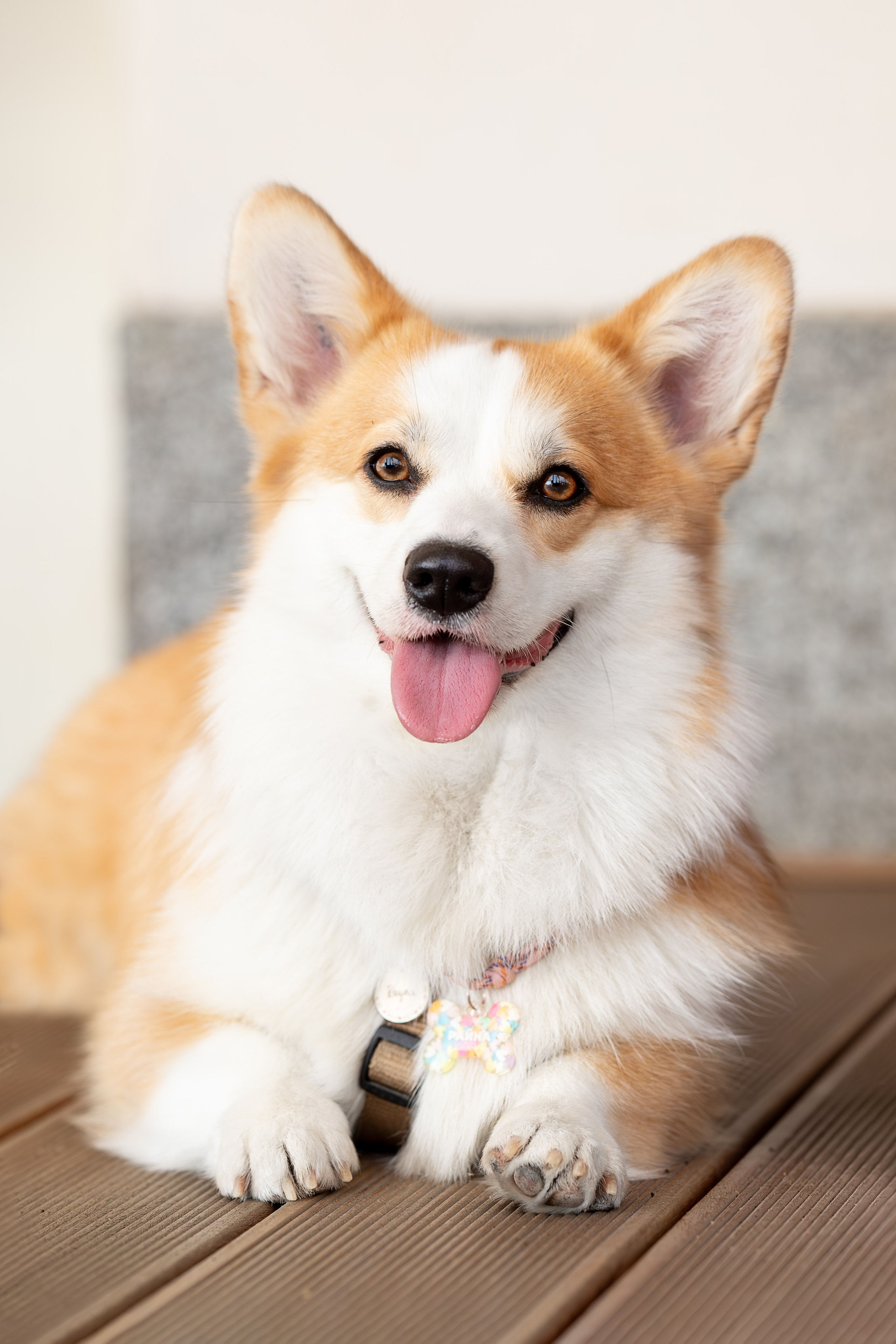 Райна, Корги. Ирина Голомб|Фотограф-анималист в  Сочи и Калининграде