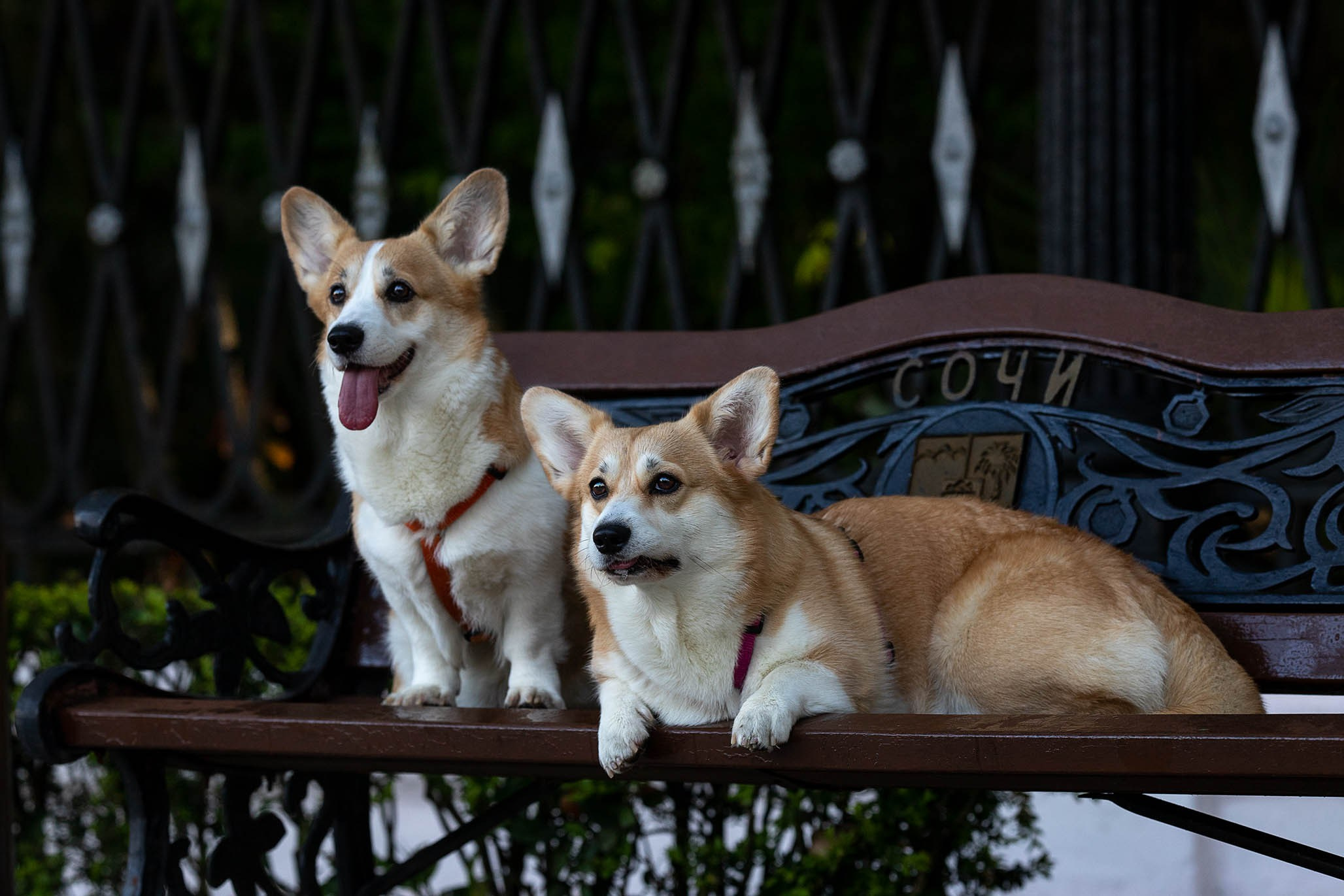 Лиса и Деви, корги. Ирина Голомб|Фотограф-анималист в  Сочи и Калининграде