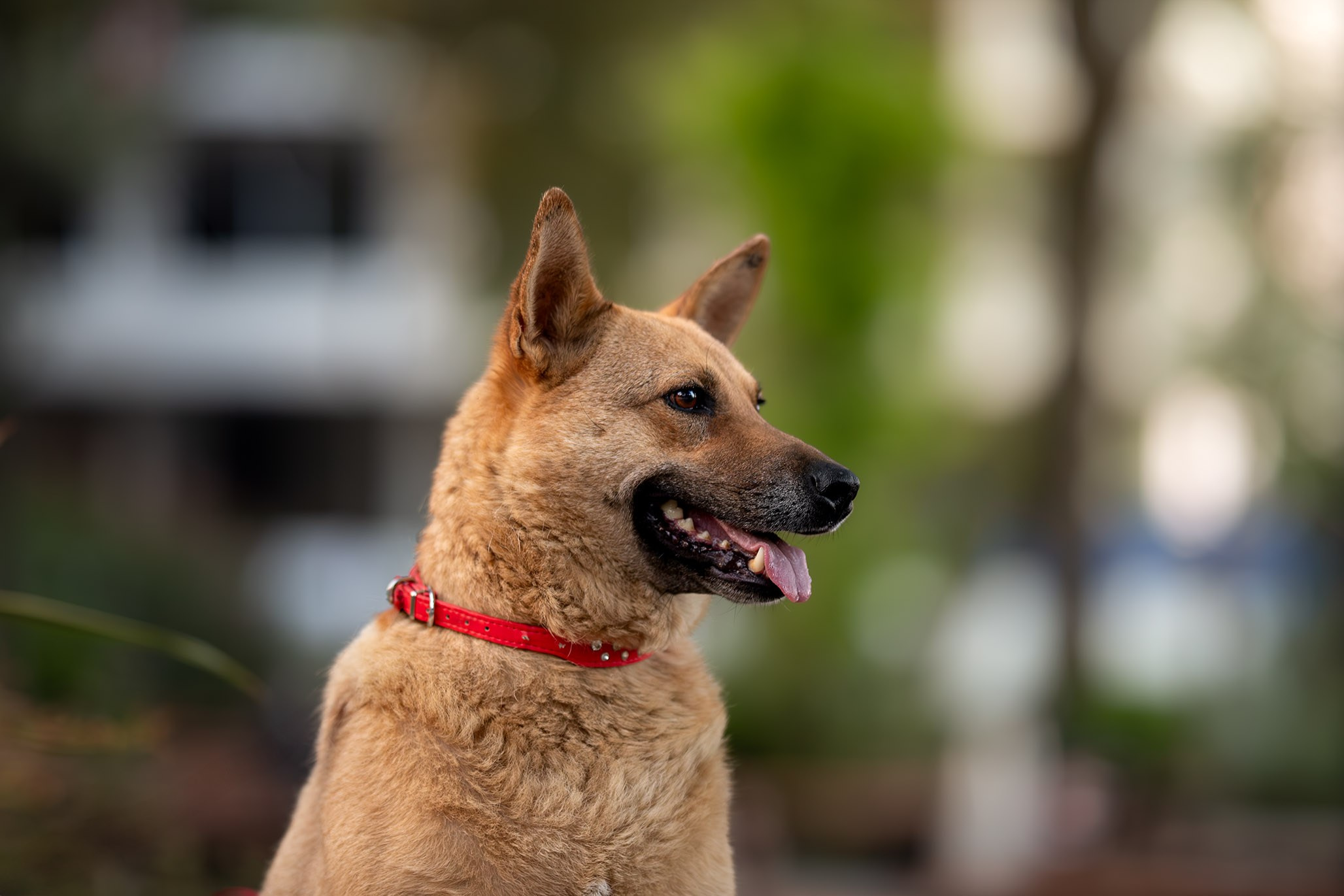 Кураторские питомцы с Пластунки. Ирина Голомб|Фотограф-анималист в  Сочи и Калининграде