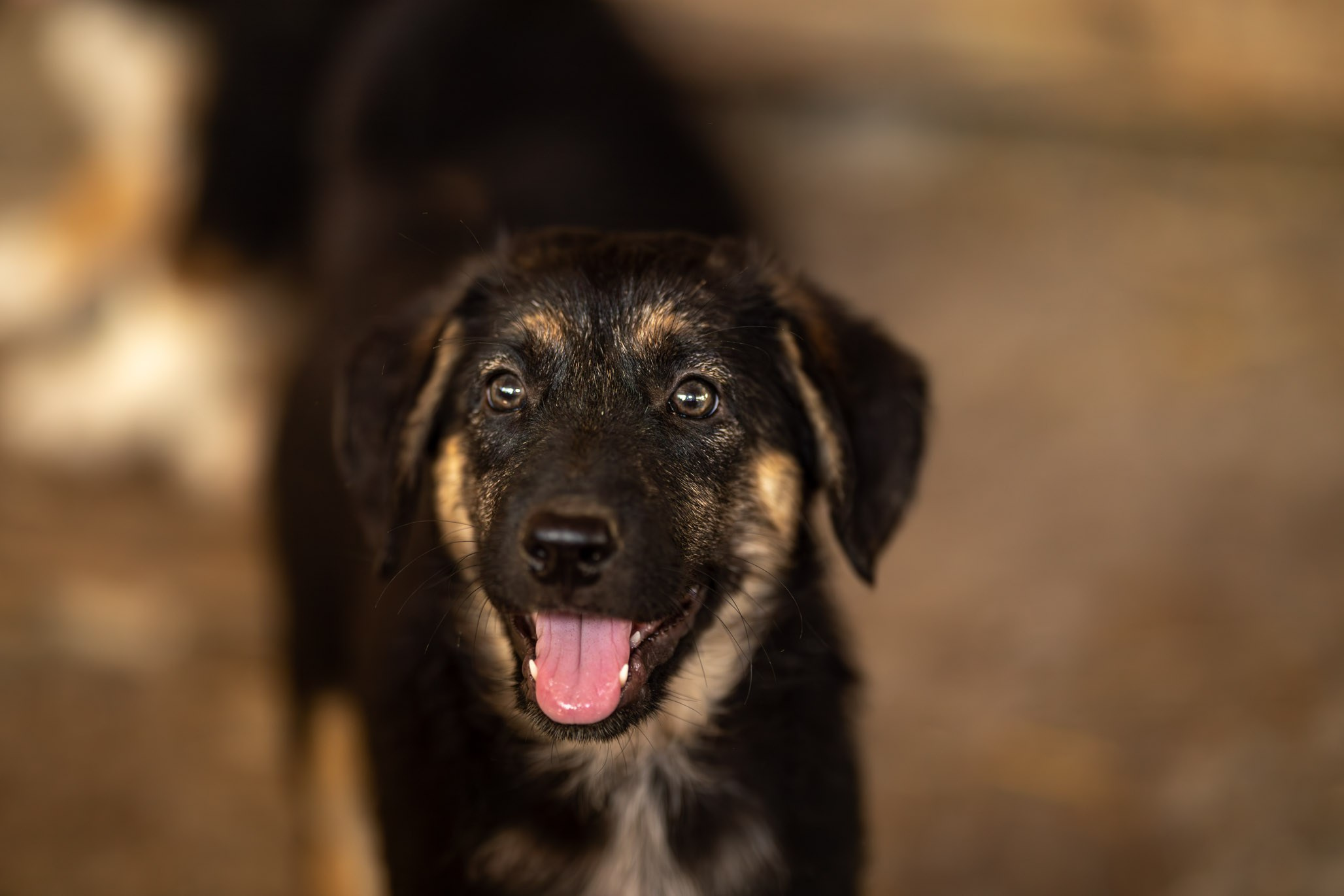 Приют Бим. Ирина Голомб|Фотограф-анималист в  Сочи и Калининграде