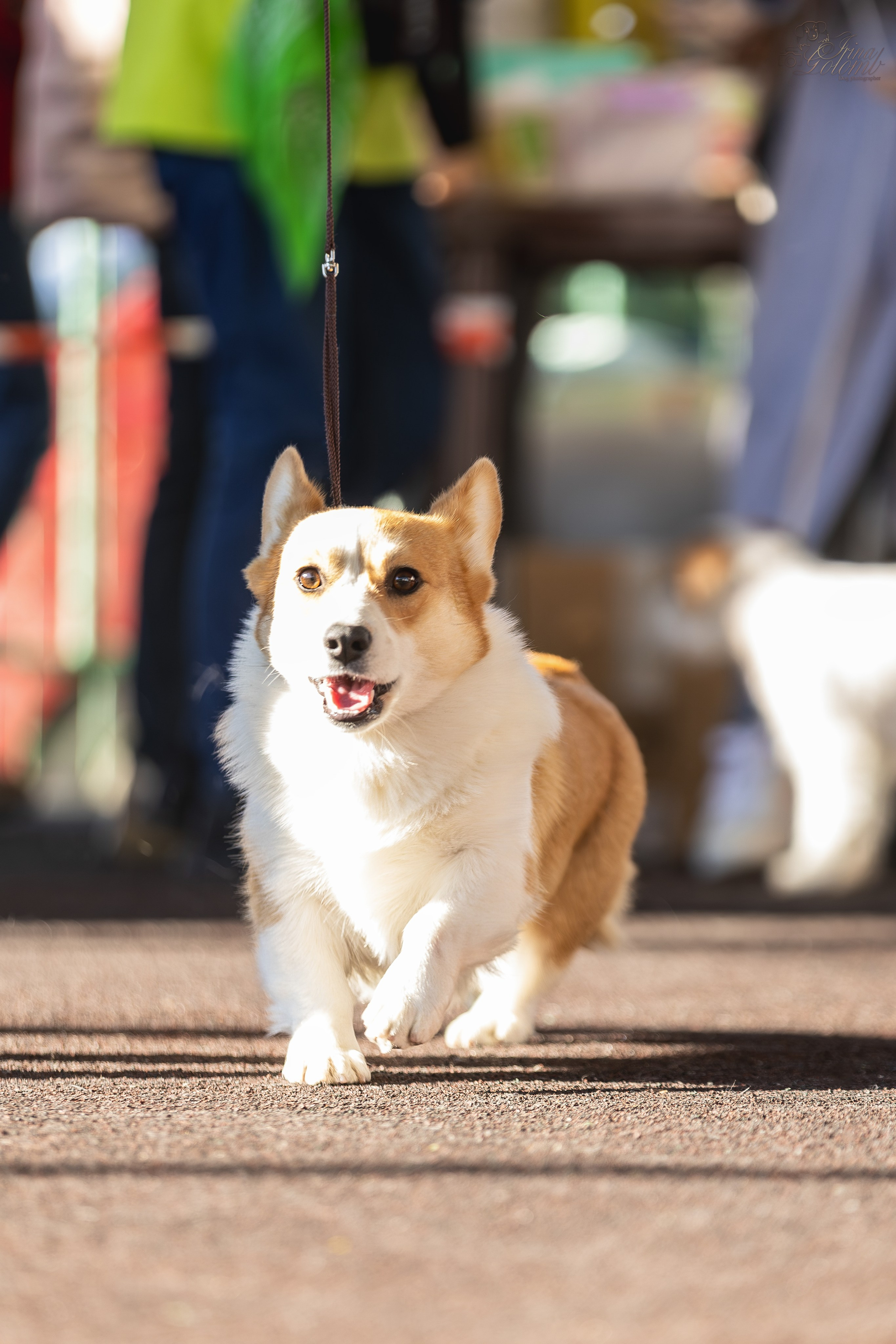 Выставка 25.02.2024. Ирина Голомб|Фотограф-анималист в  Сочи и Калининграде