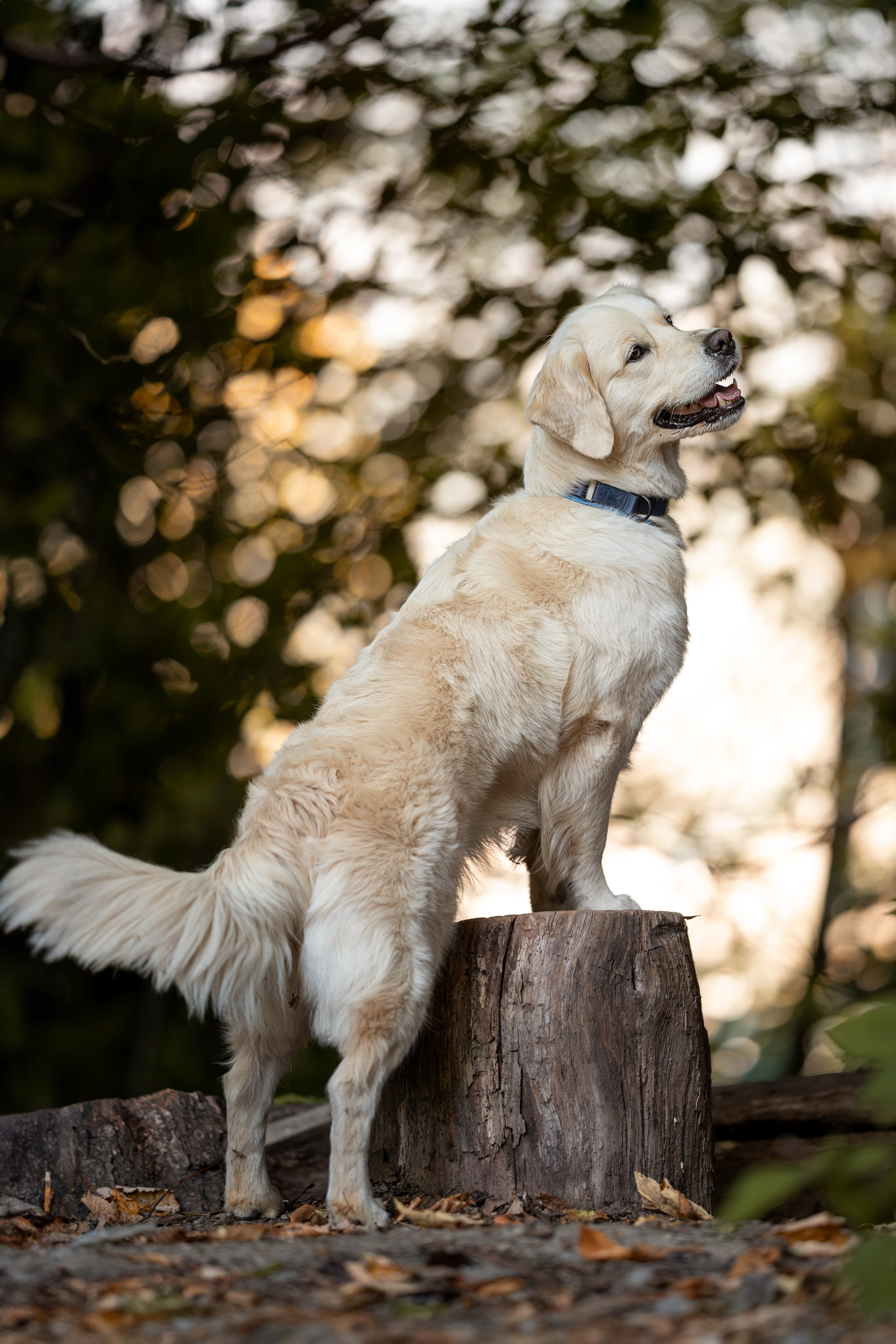 Асти, Делфи и Фреска, Голден Ретриверы. Ирина Голомб|Фотограф-анималист в  Сочи и Калининграде
