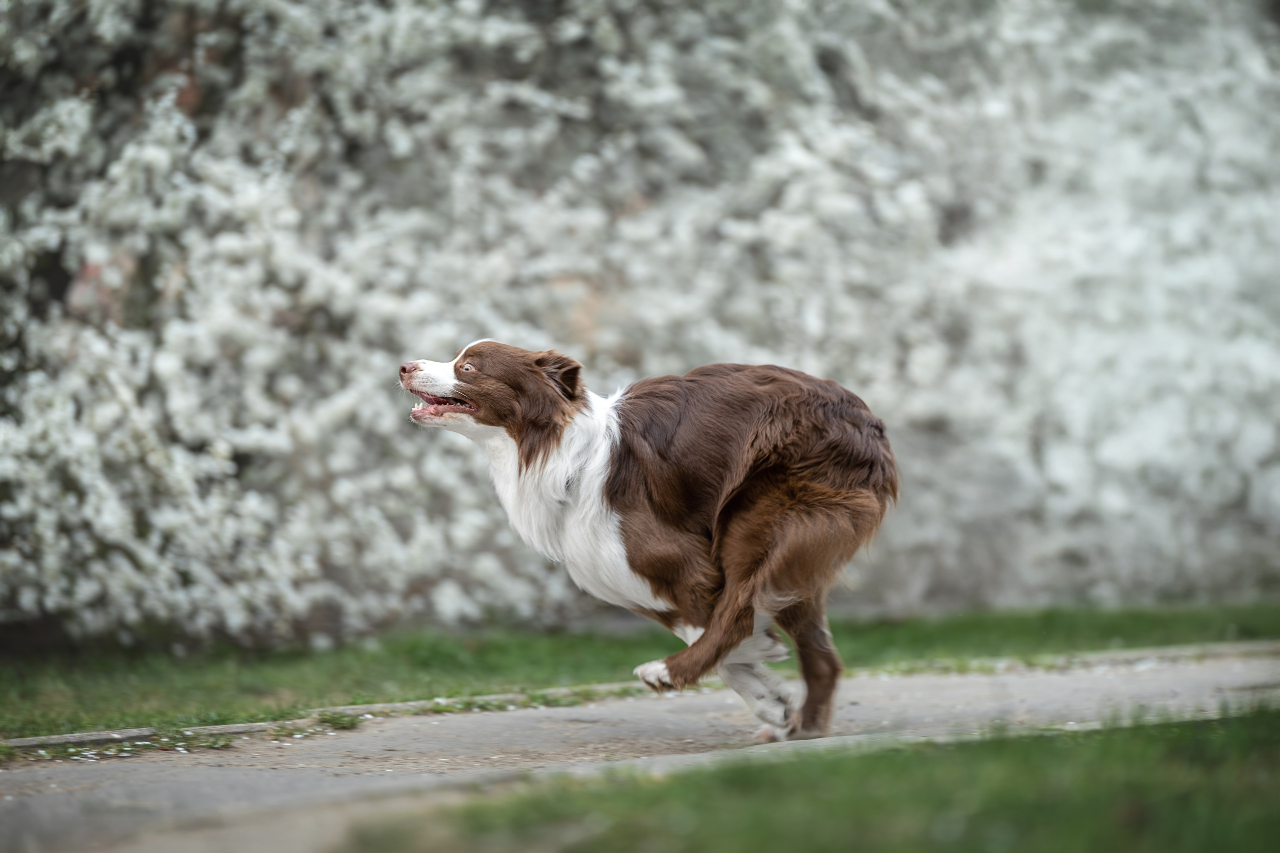 Дин, Австралийская Овчарка. Ирина Голомб|Фотограф-анималист в  Сочи и Калининграде