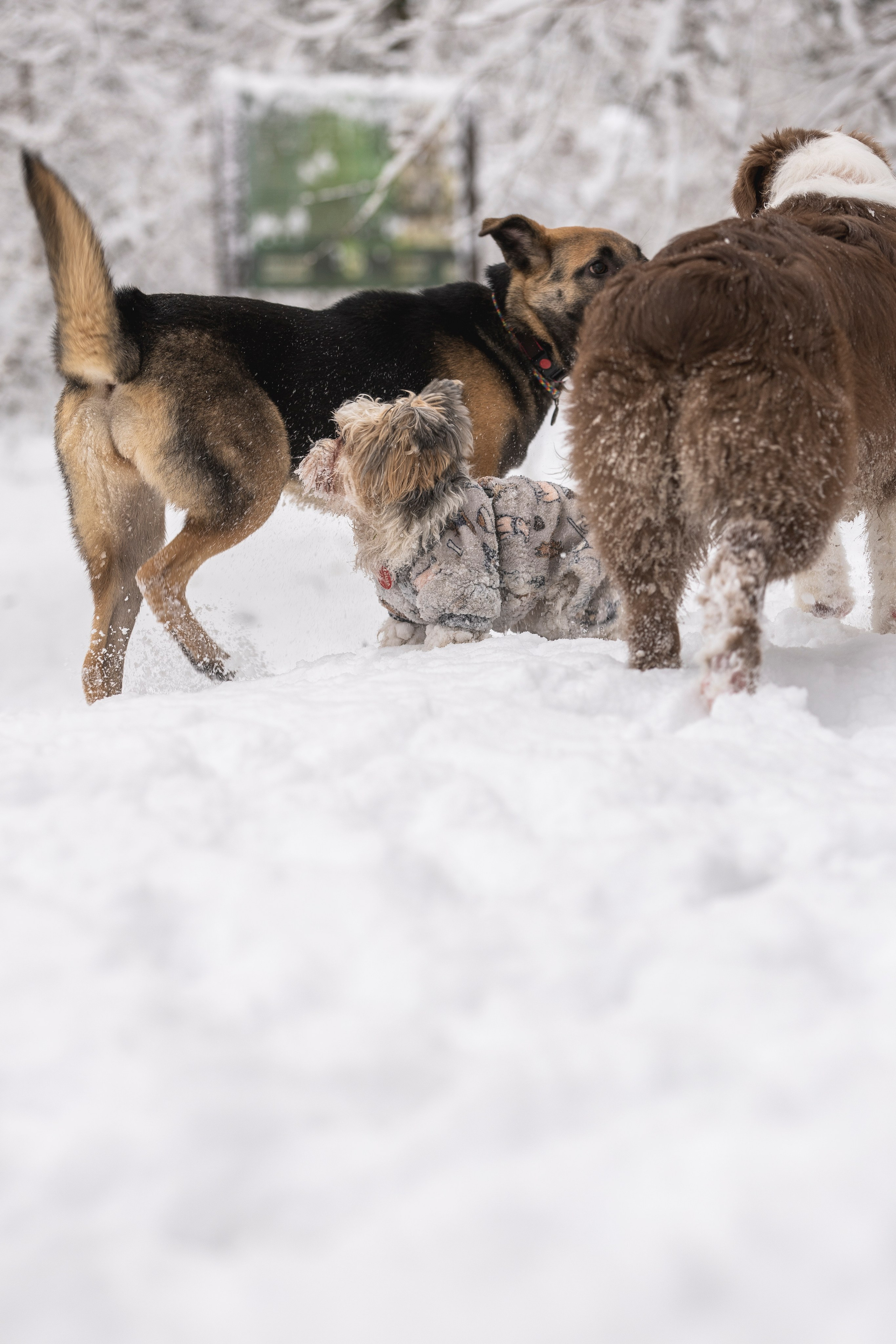 Догтуса Тропа Ефремова. Ирина Голомб|Фотограф-анималист в  Сочи и Калининграде