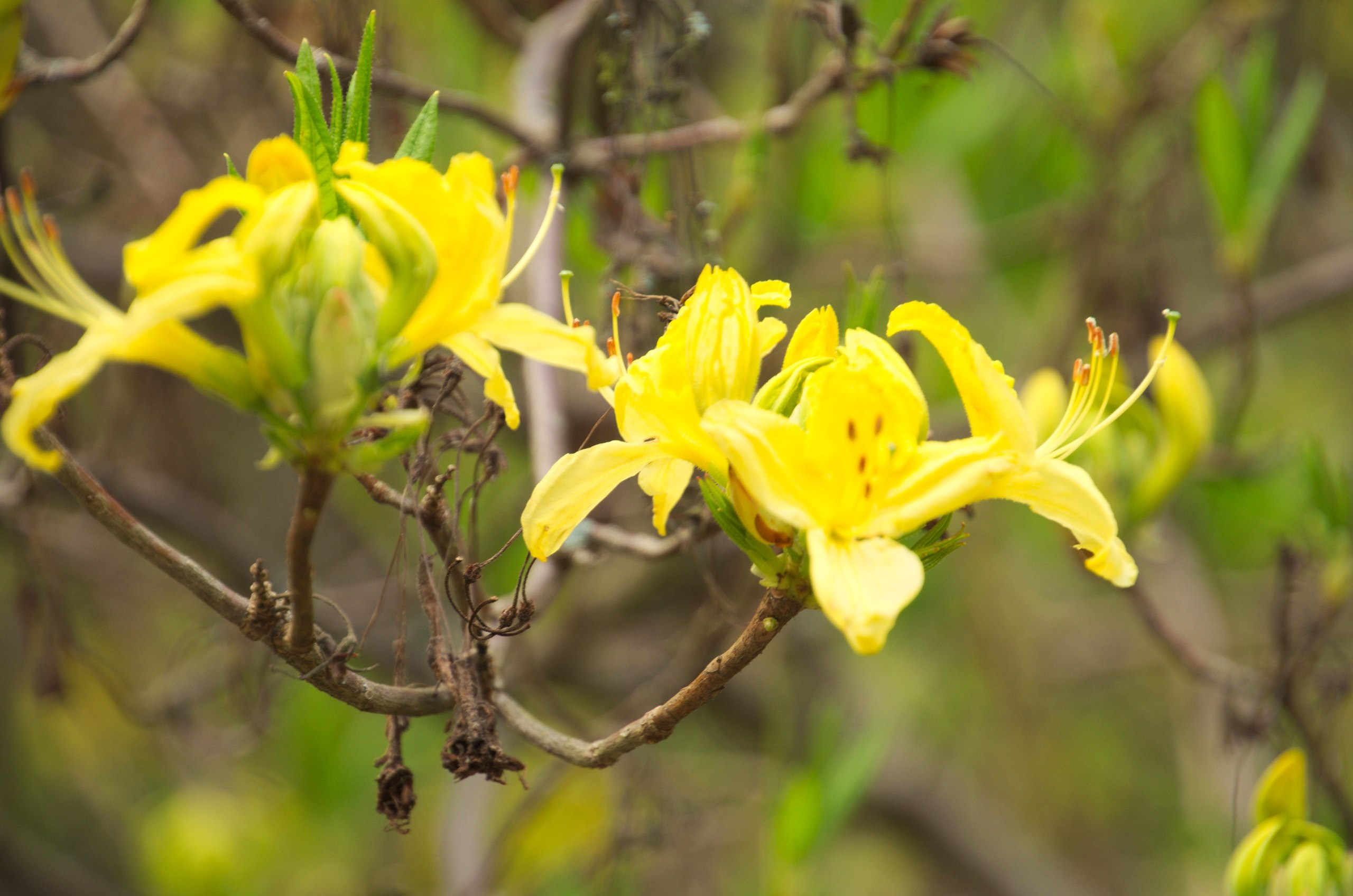 Чехия | 06-09.05.2017. Галерея Фантим