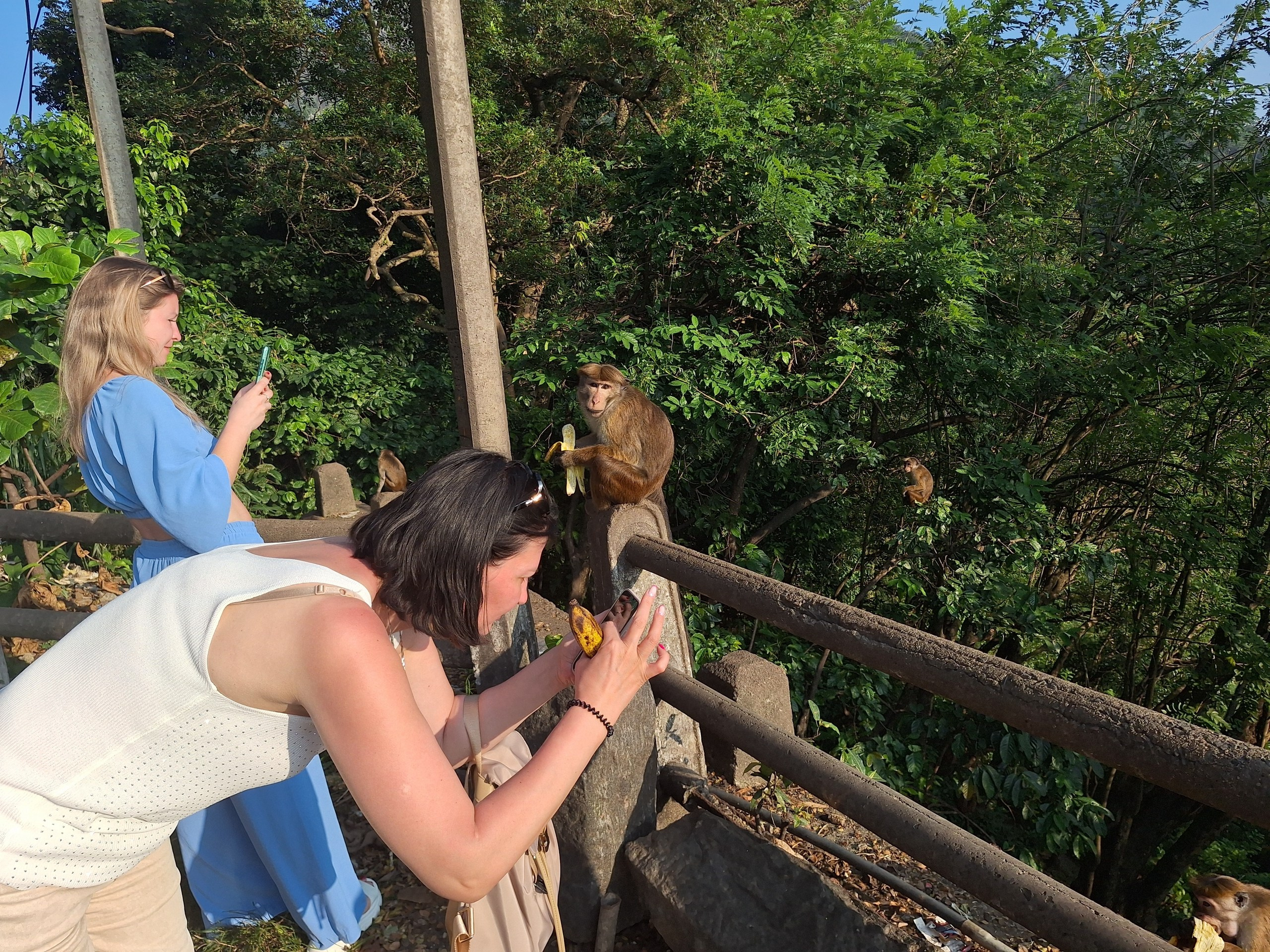 Шри-Ланка | 31.01 — 10.02.2025. Галерея Фантим