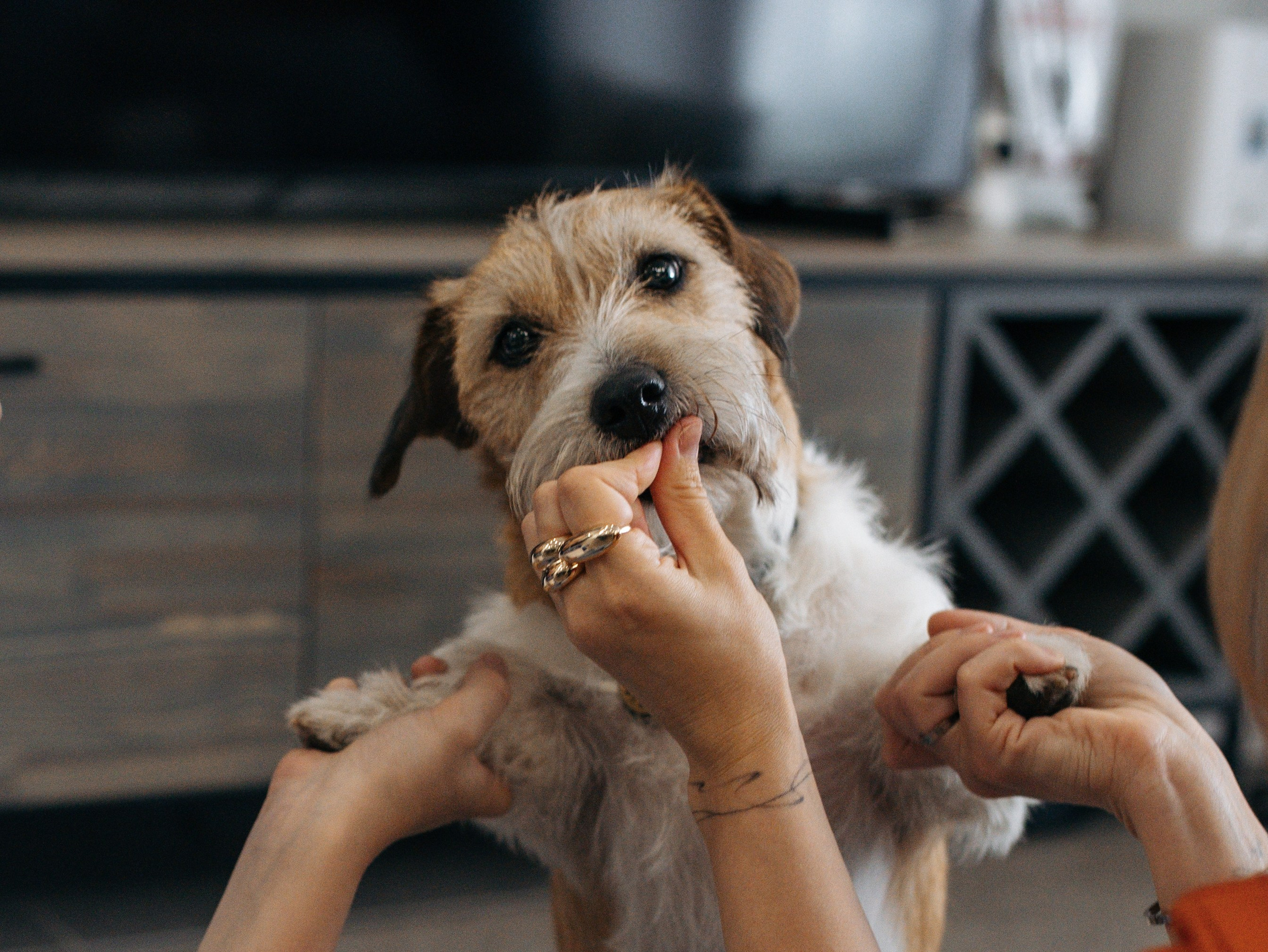День рождение Зенита. Фотограф-анималист в Москве Кириллова Татьяна