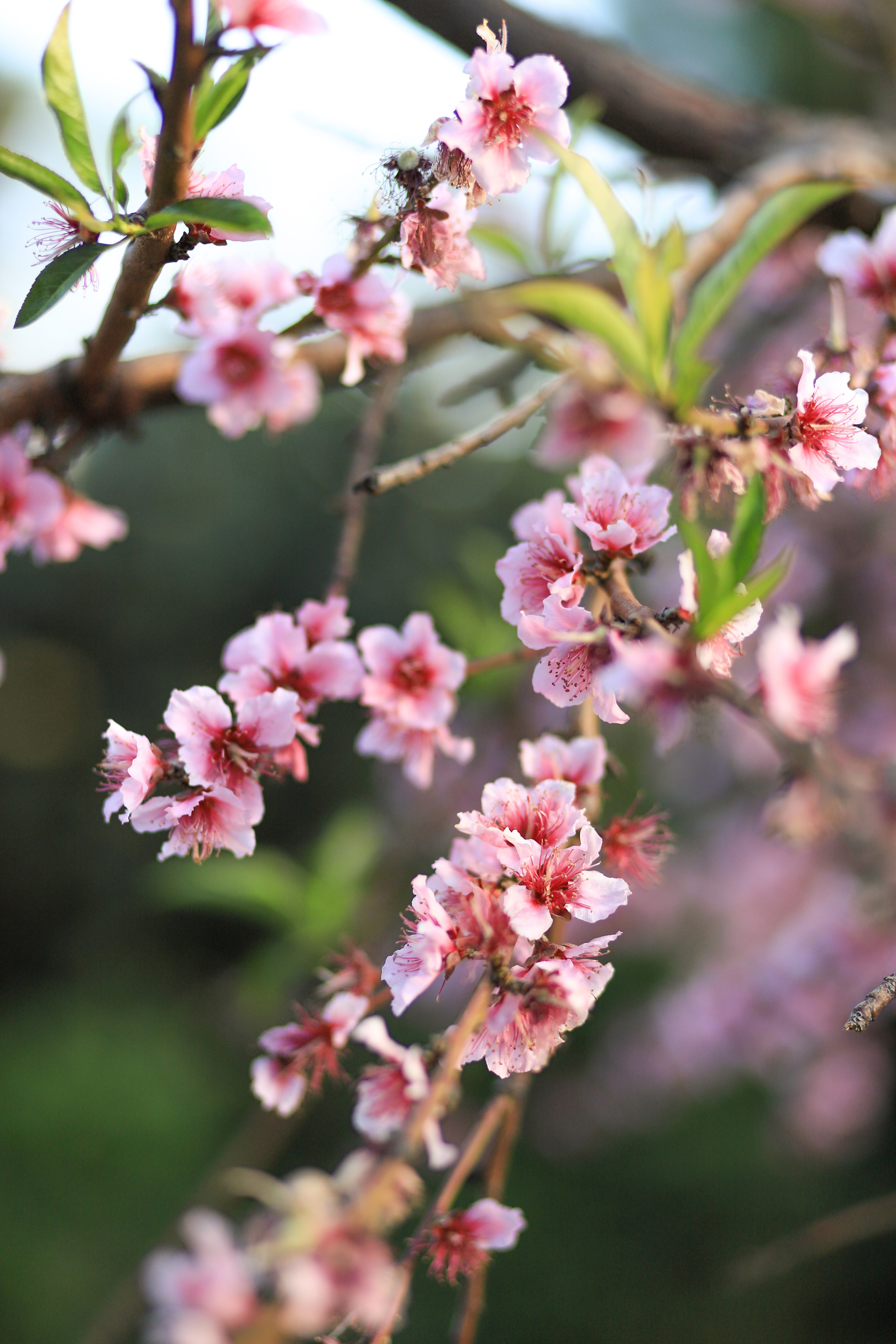 Екатерина и семья. Семейный и портретный фотограф в Москве Александра Науменко