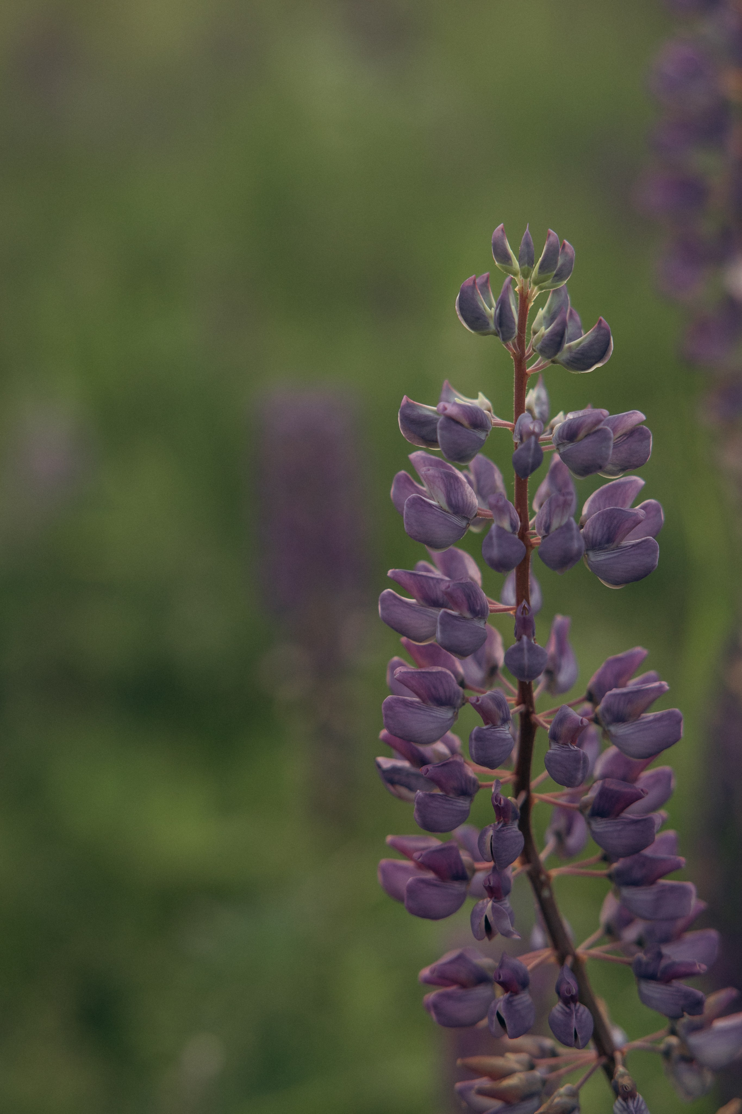 Кристина и Нора. На закате дня. Фотограф анималист в Казани Алина Сулейманова. Фотограф животных