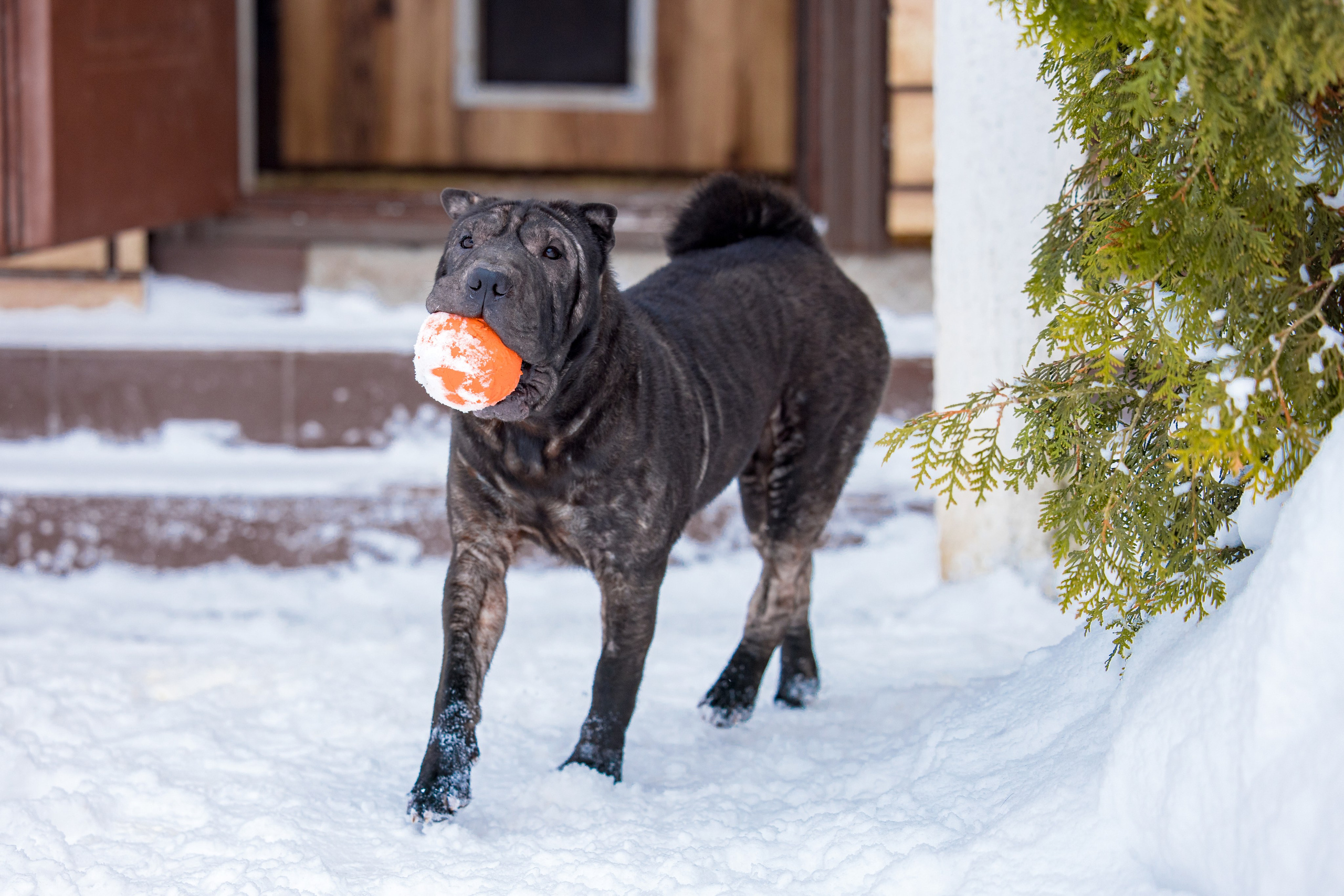В гостях у шарпеев 16.01.2024. Фотограф-анималист Юлия Германика