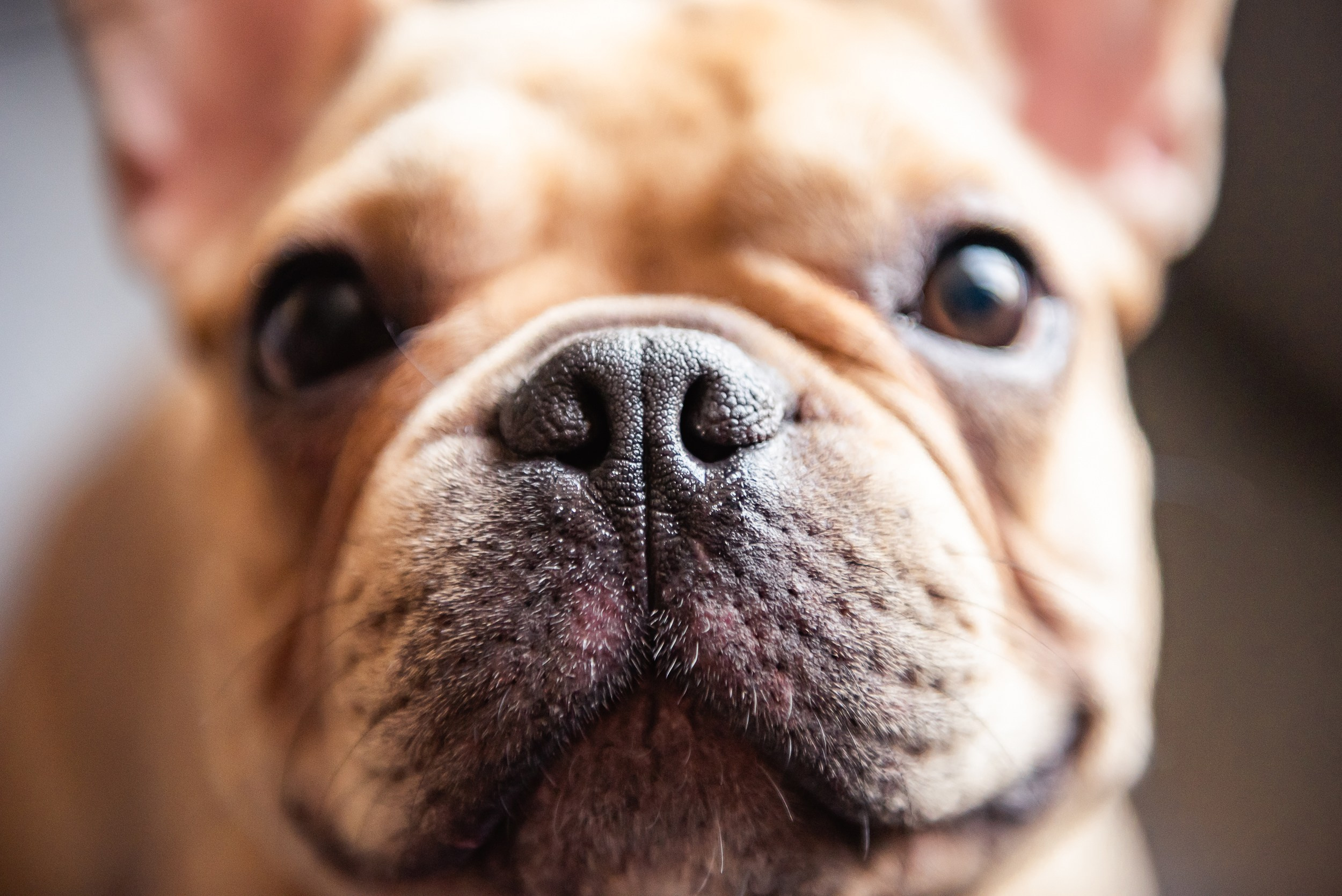 Бульдоги и компания. Семейный Фотограф в Москве Ирина Хохлова