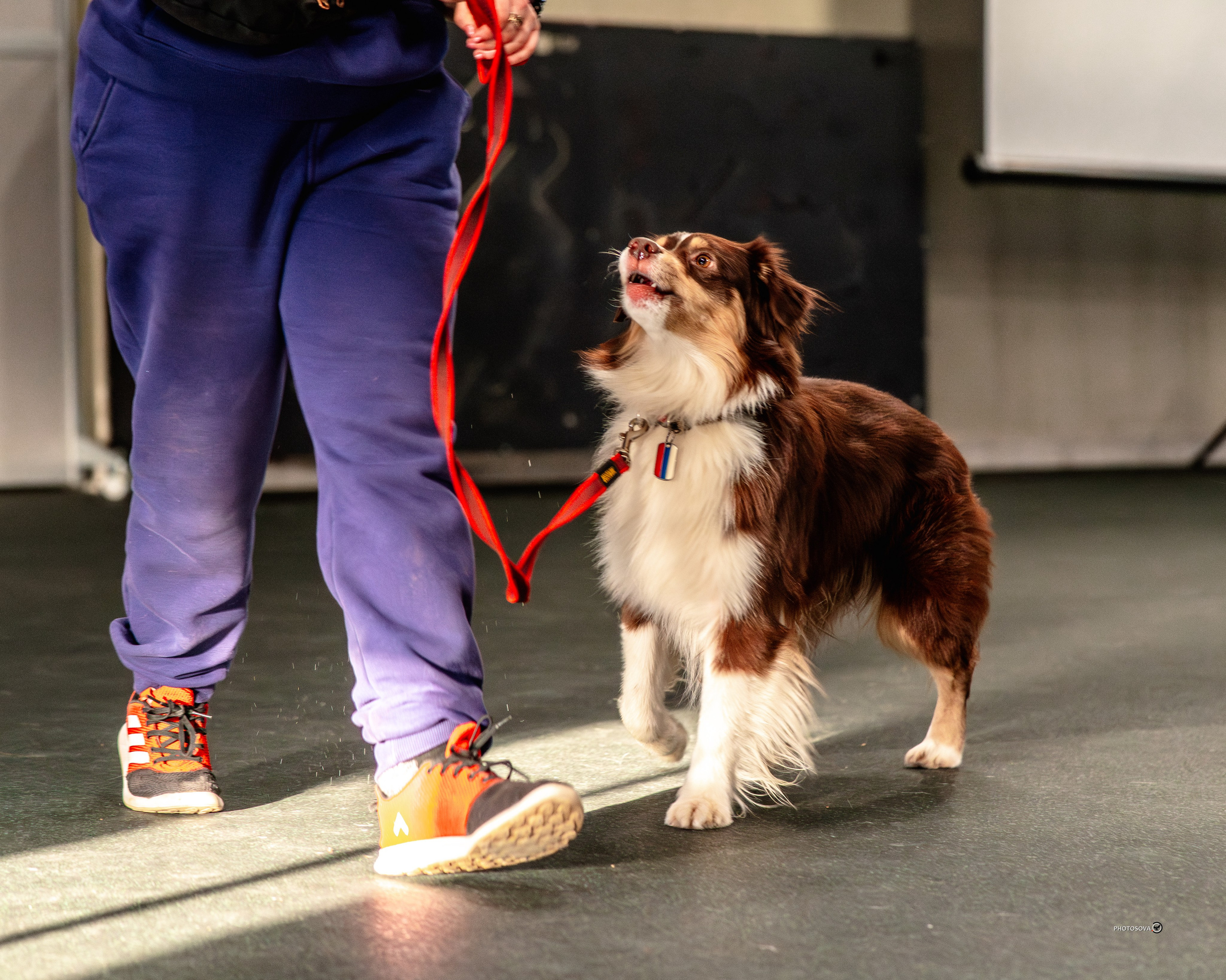 ТЫ И Я (соревнования по ралли-обидиенс). Фотограф-анималист, семейный фотограф в Москве и Подмосковье. Фотосъёмка кинологических дисциплин
