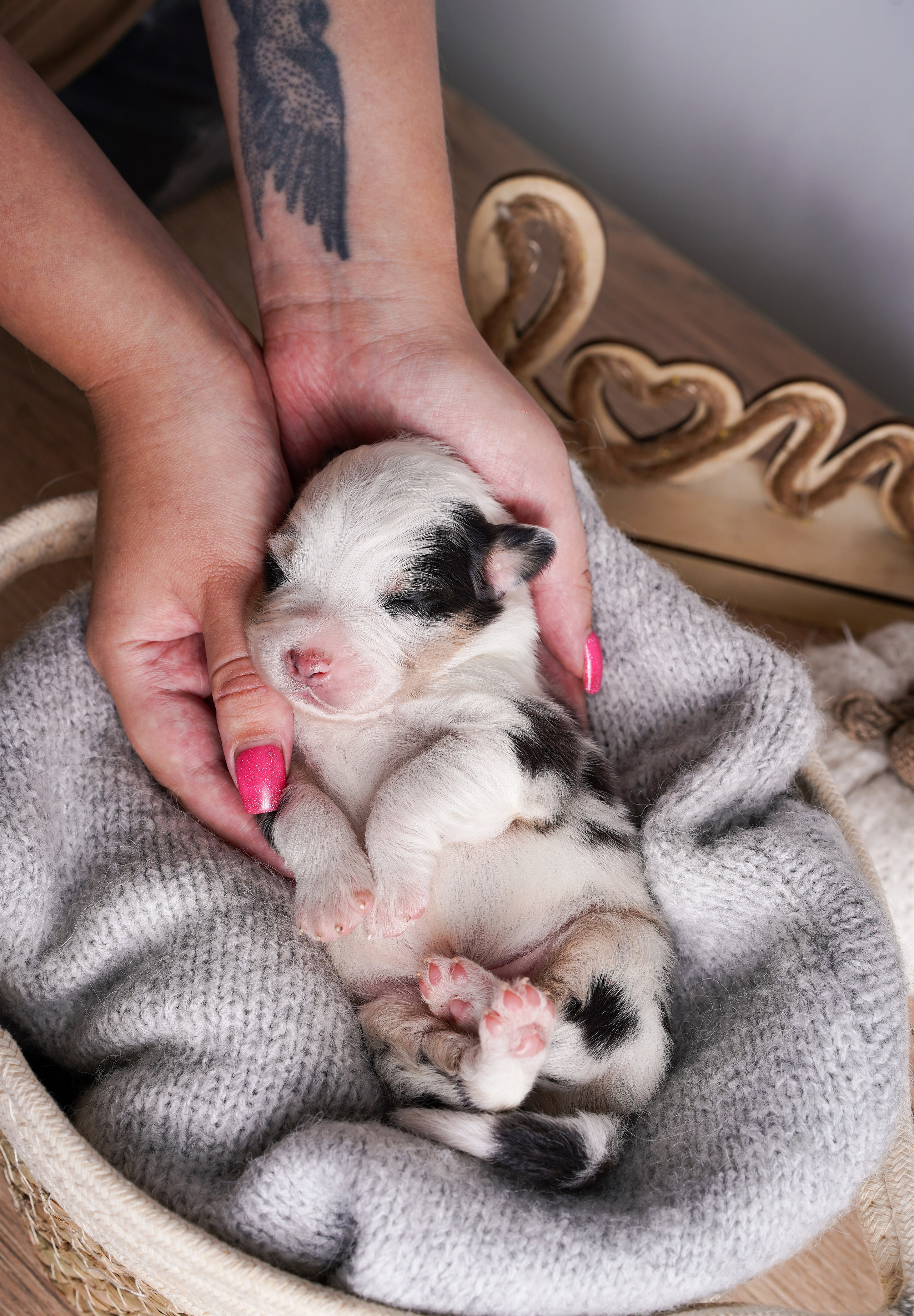 Щенки аусси. Фотограф-анималист в Санкт-Петербурге Яна Мартынова
